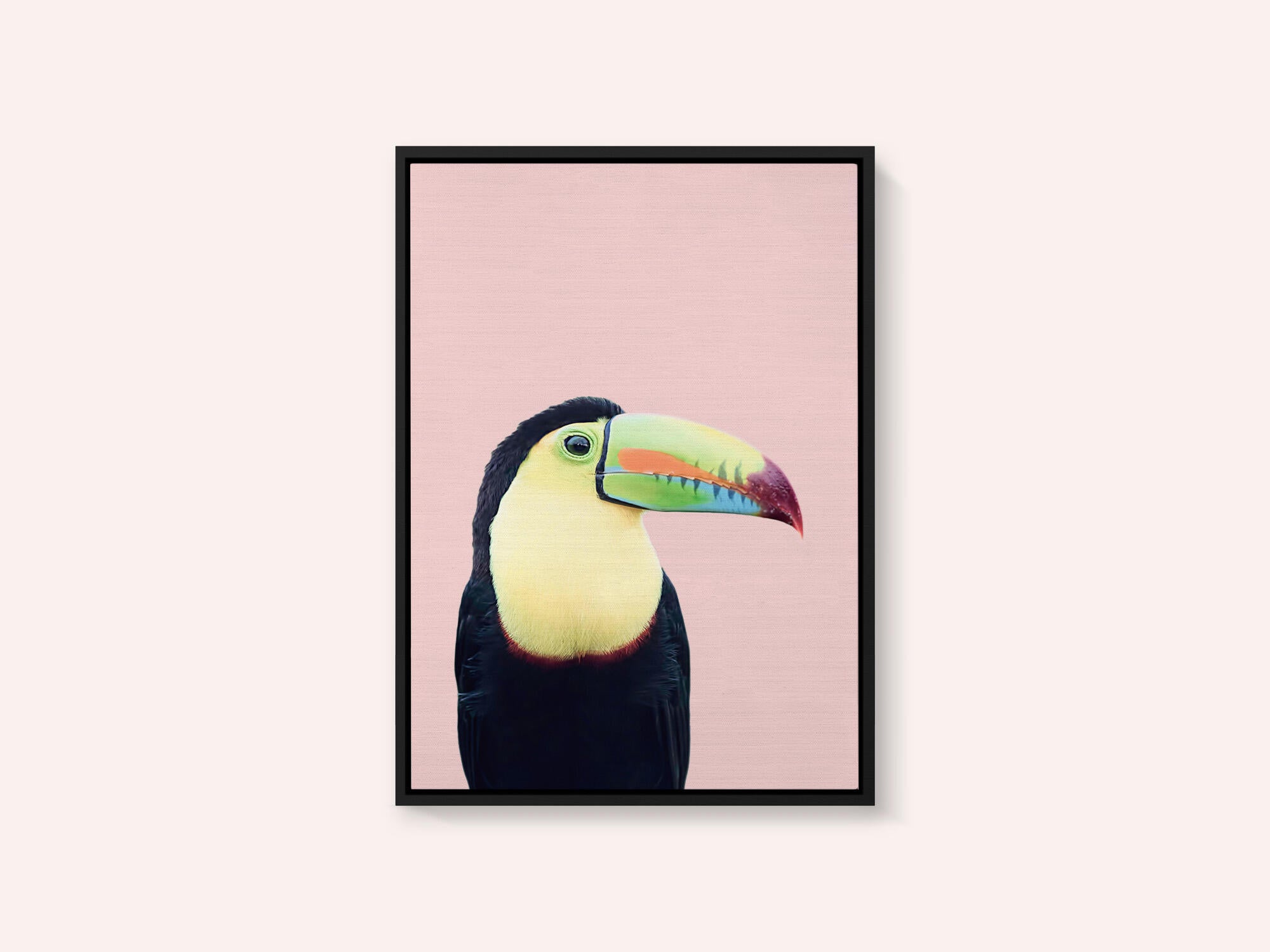 Toucan on Pink