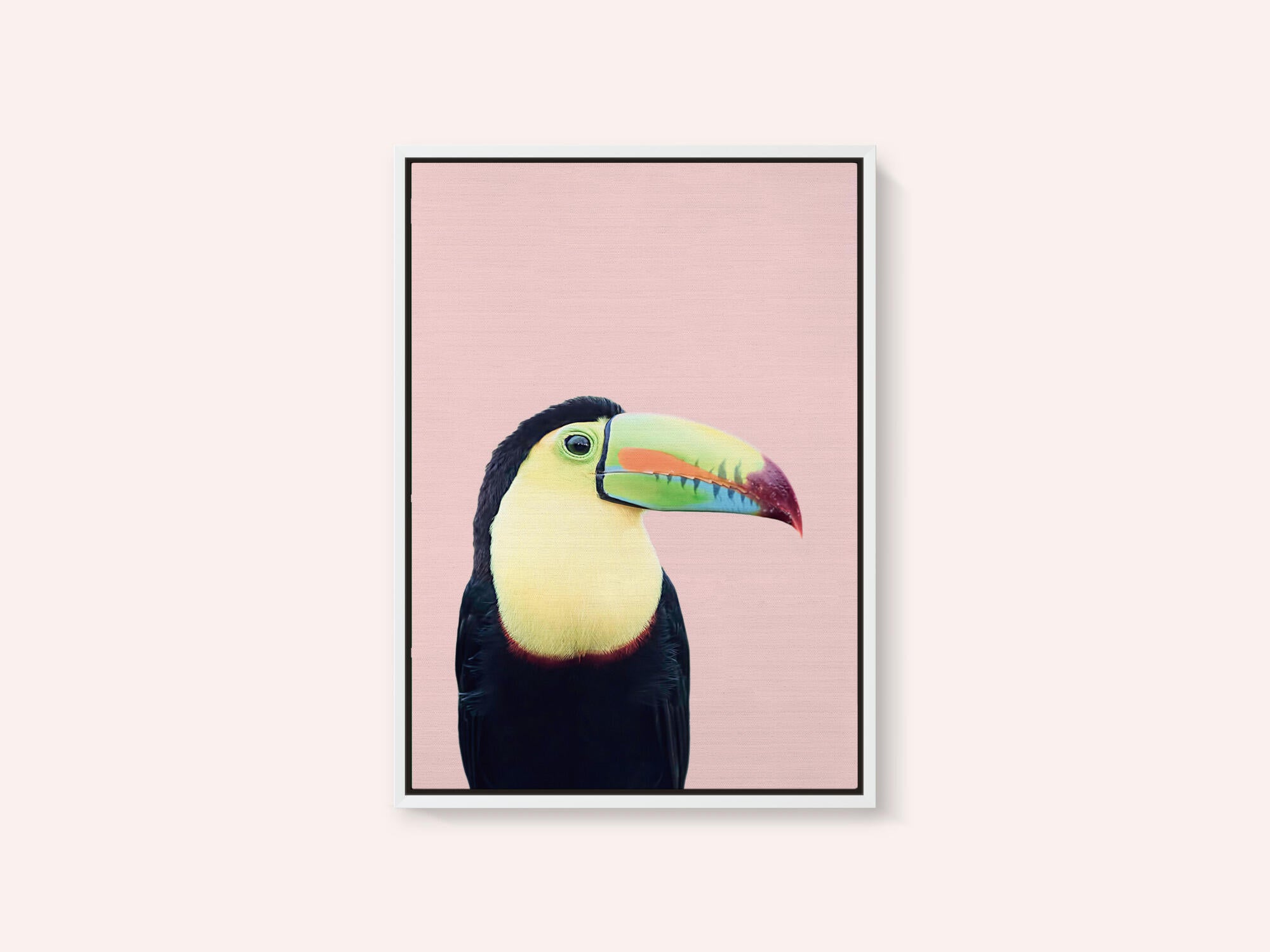 Toucan on Pink