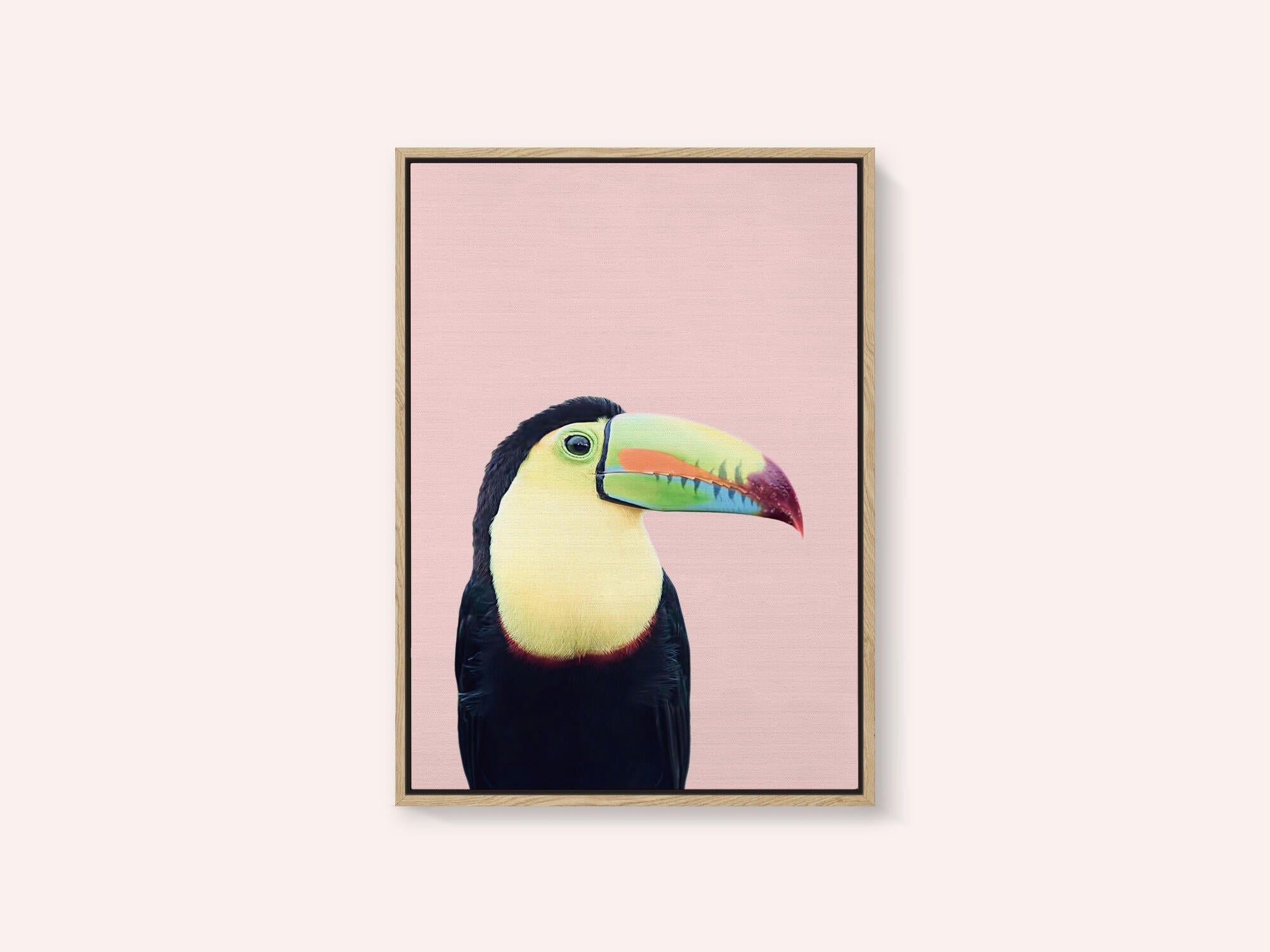Toucan on Pink