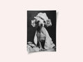 Spa Day Pooch