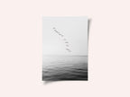 Flying Birds