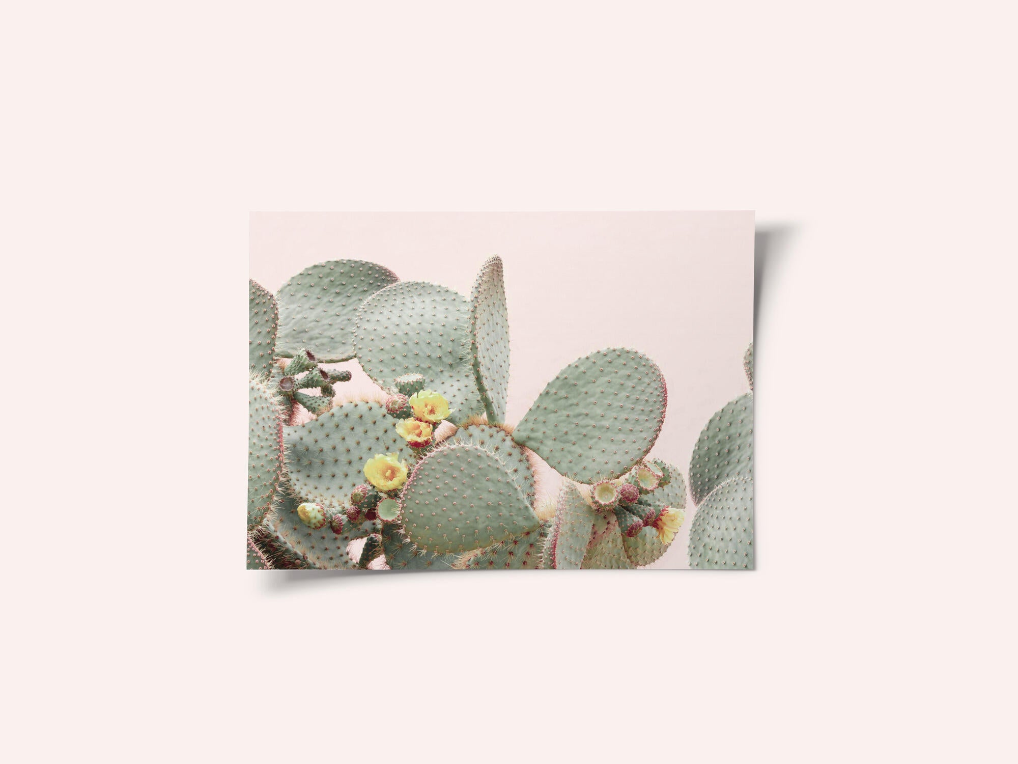 Blooming Cactus