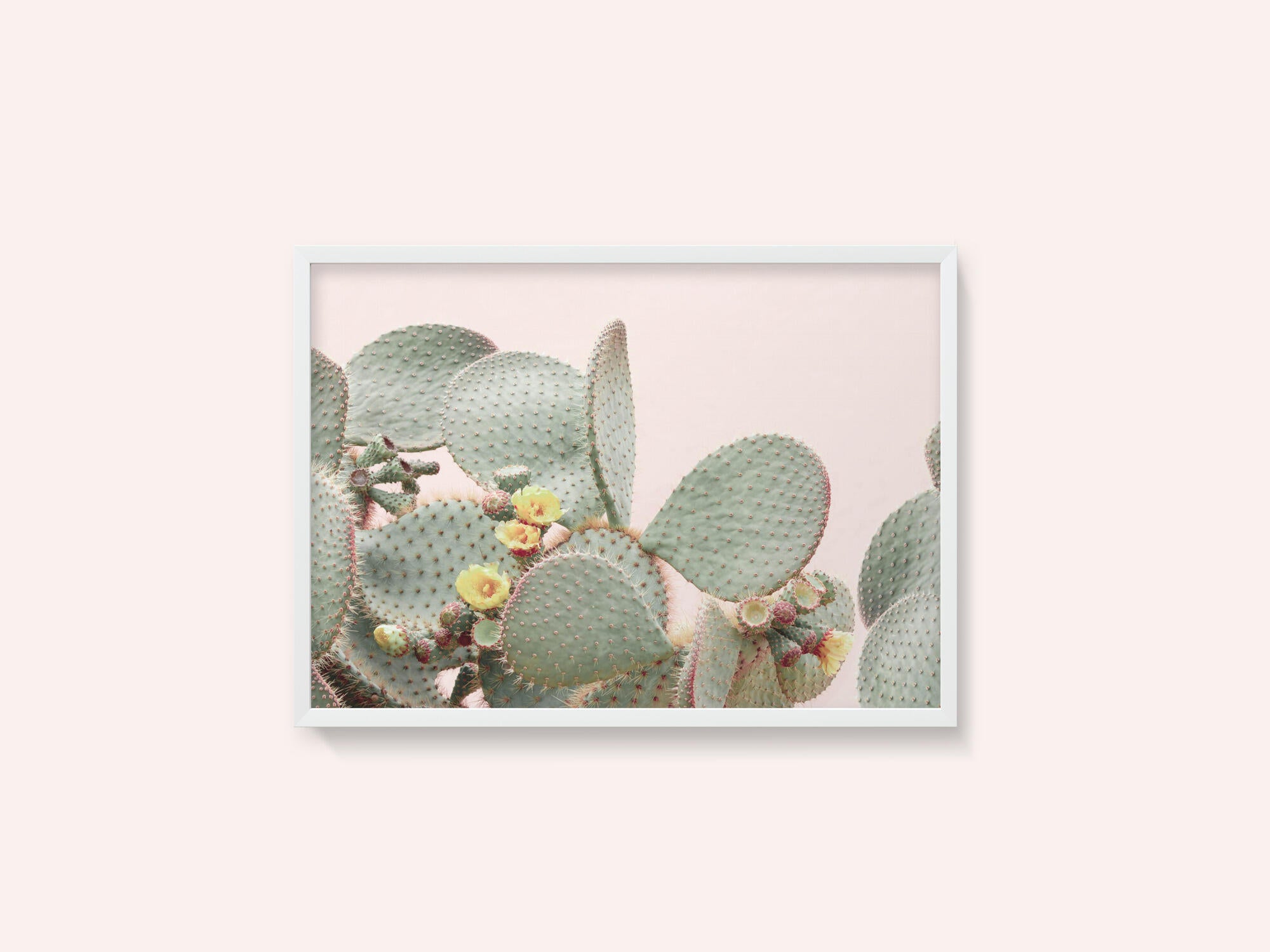 Blooming Cactus
