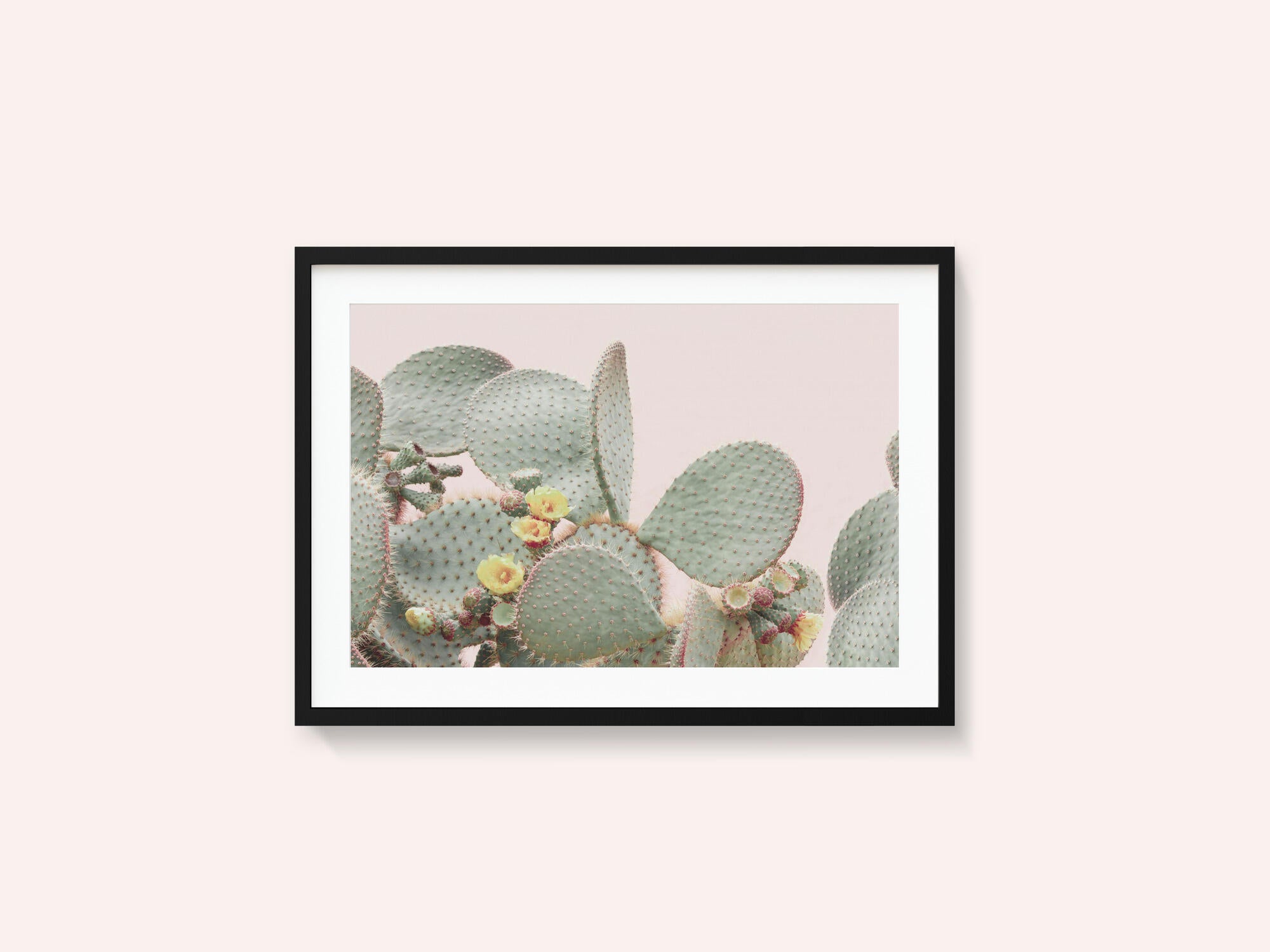 Blooming Cactus