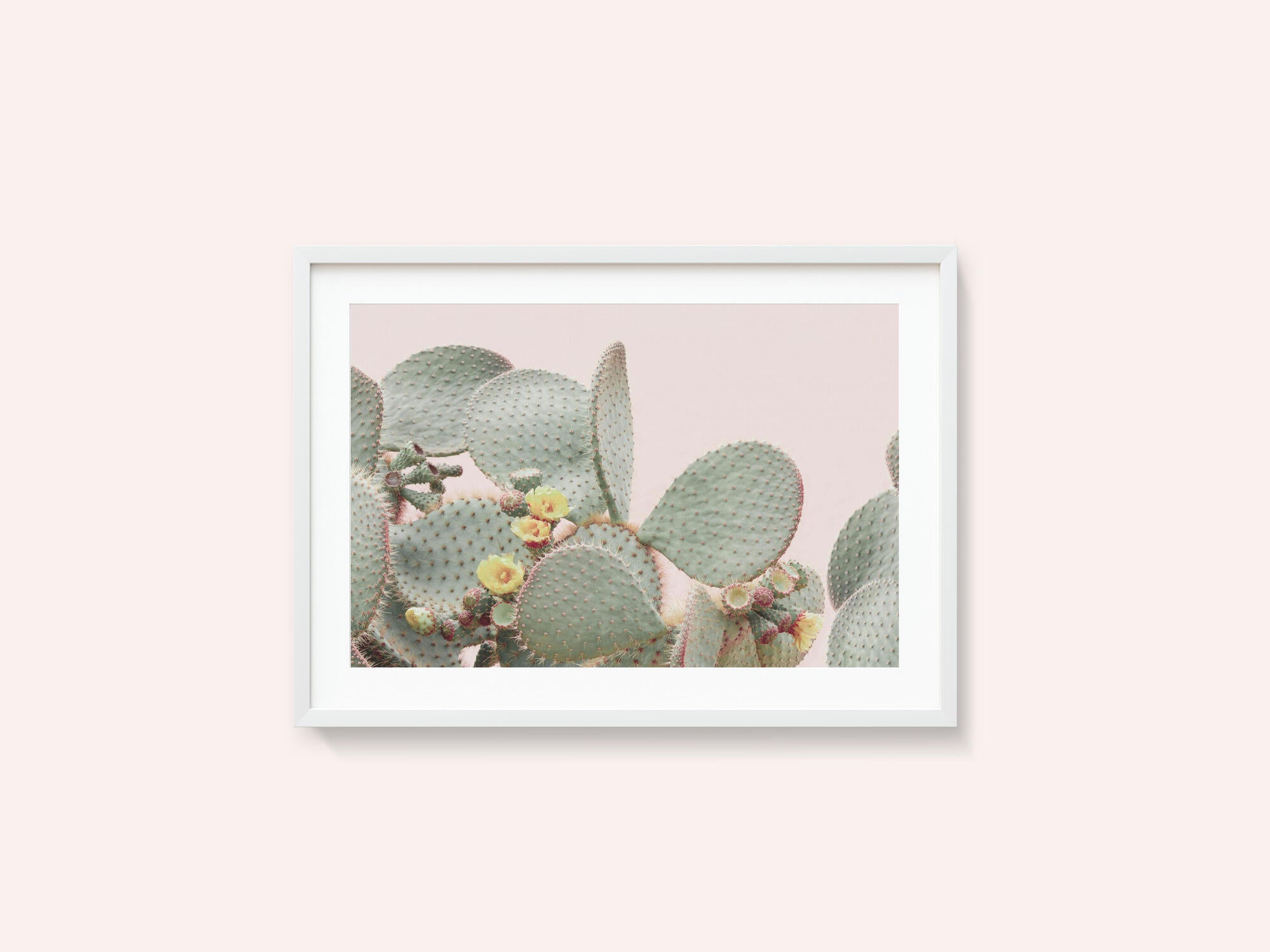 Blooming Cactus