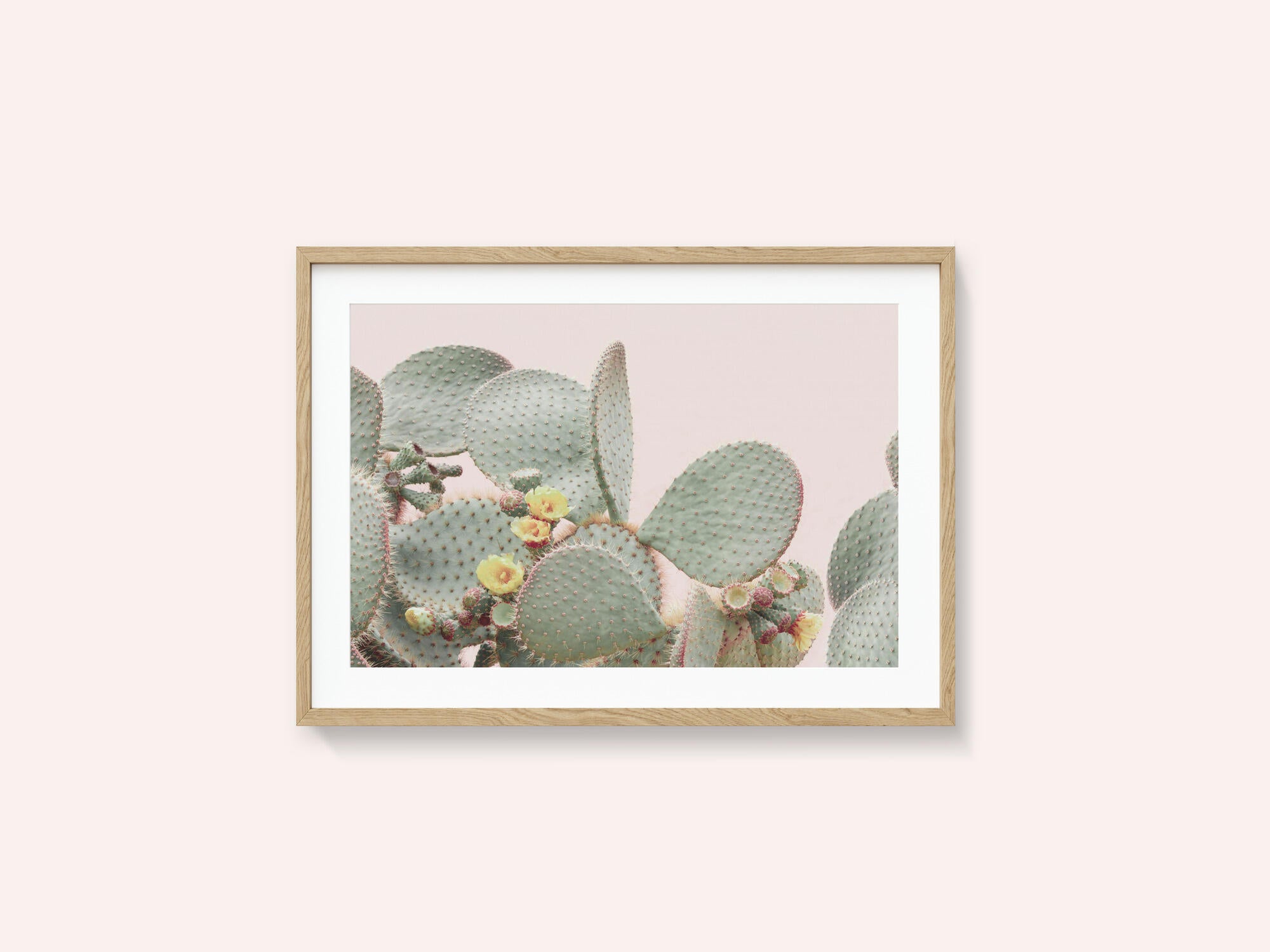 Blooming Cactus
