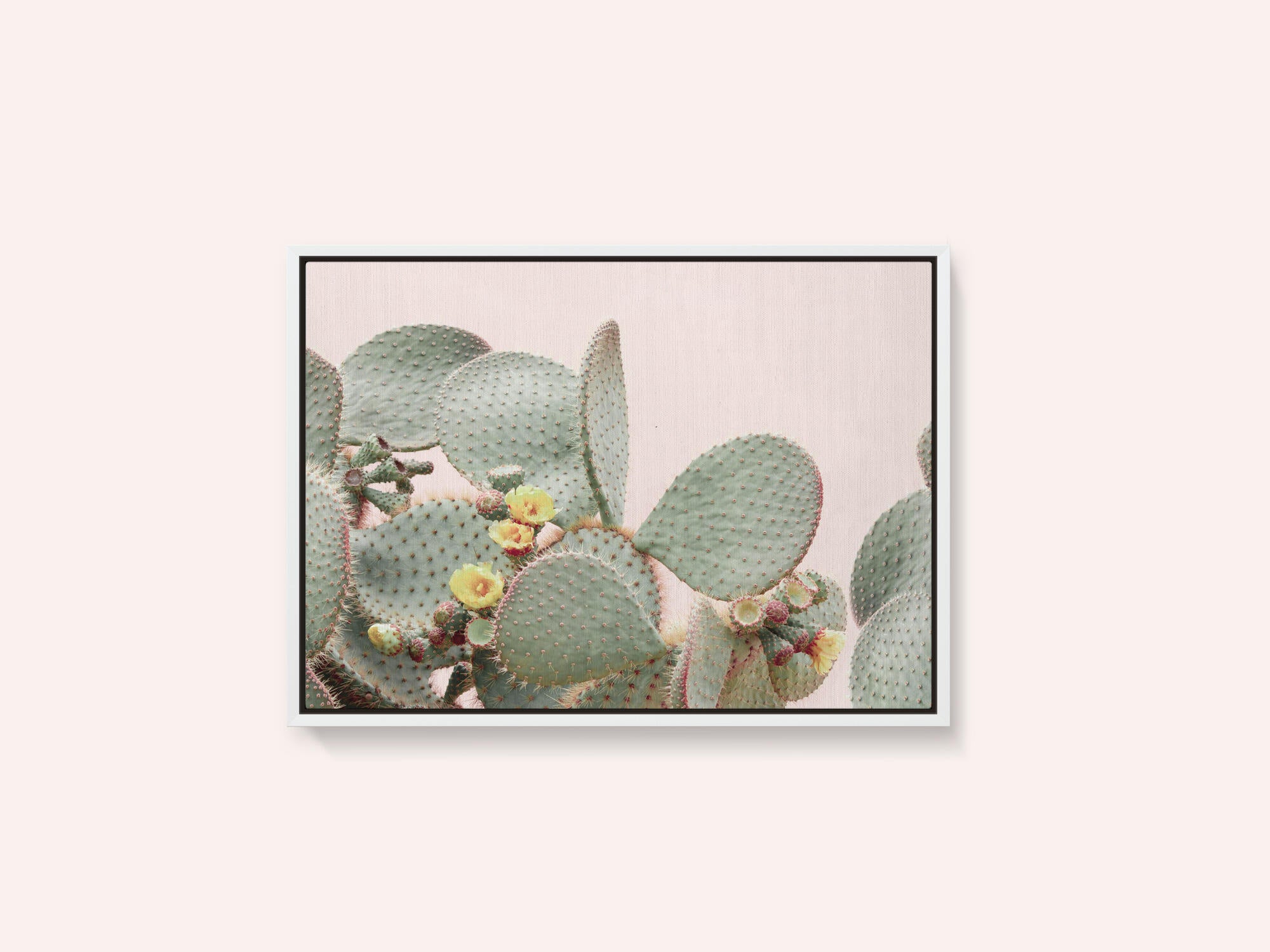 Blooming Cactus
