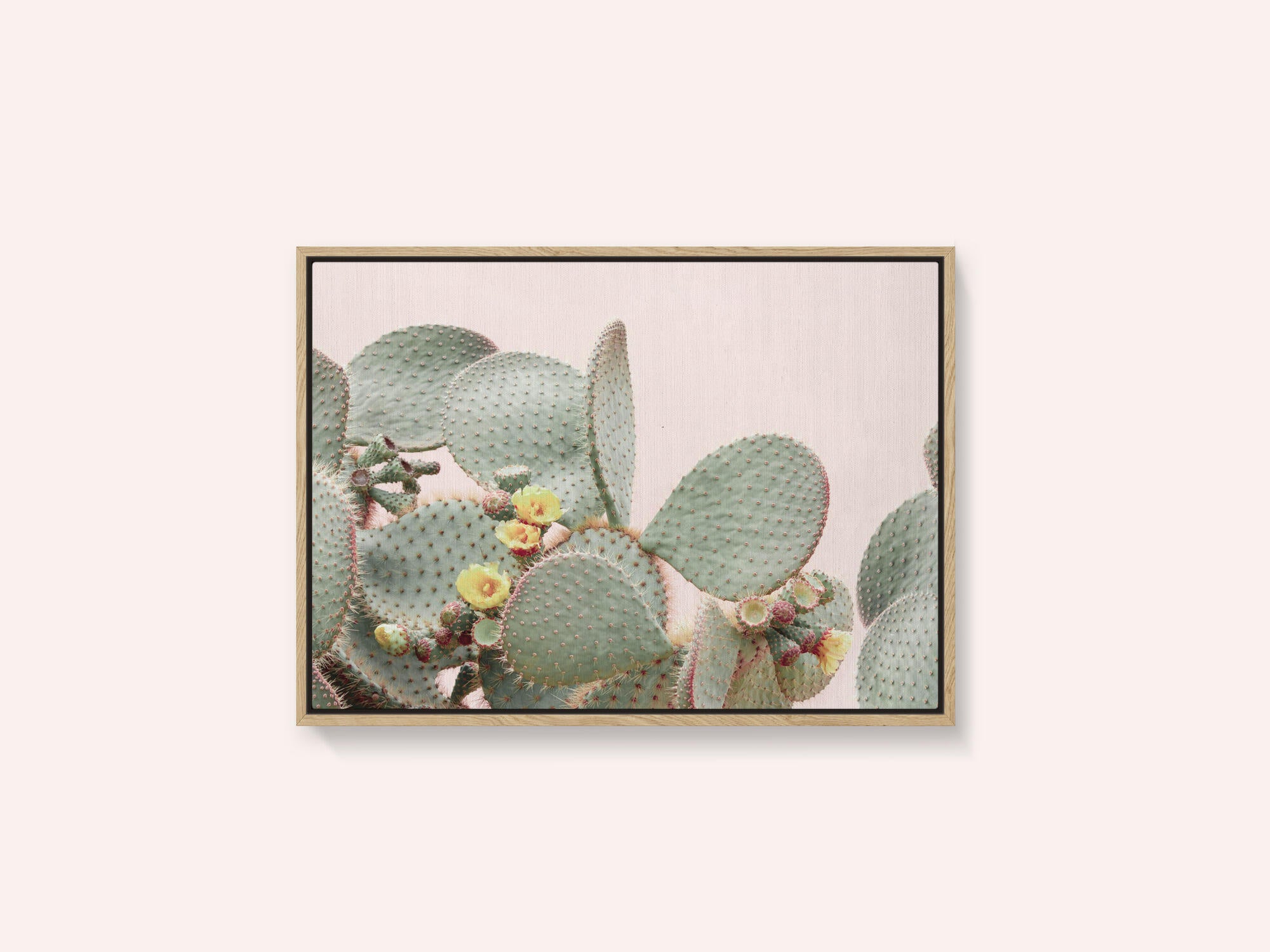 Blooming Cactus