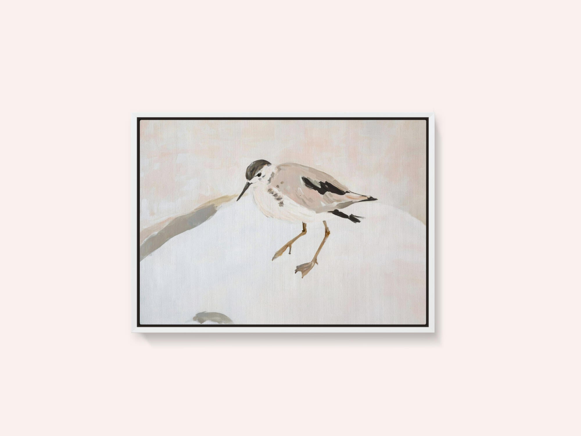 Cute Shorebird