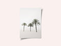Palms