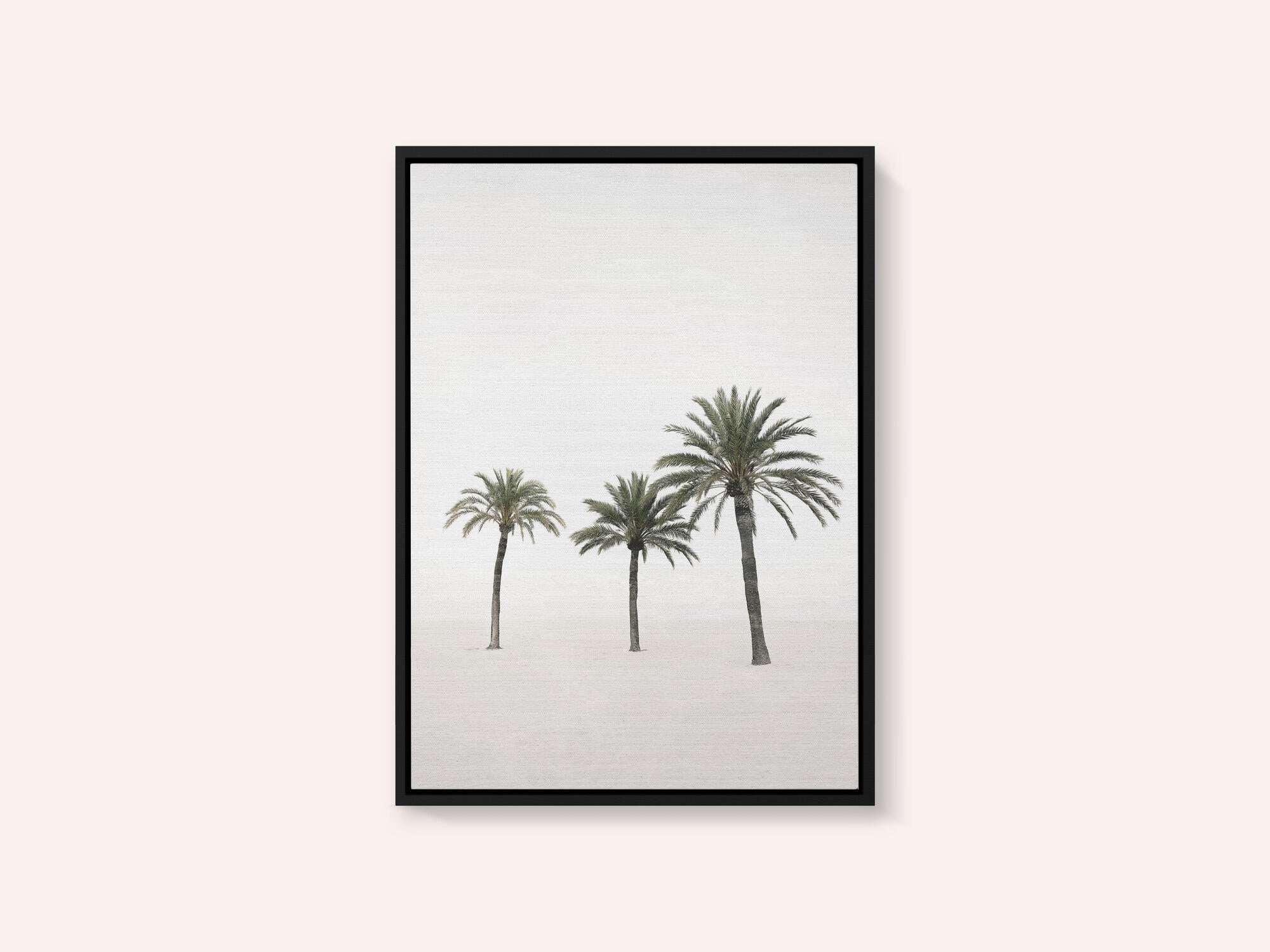 Palms