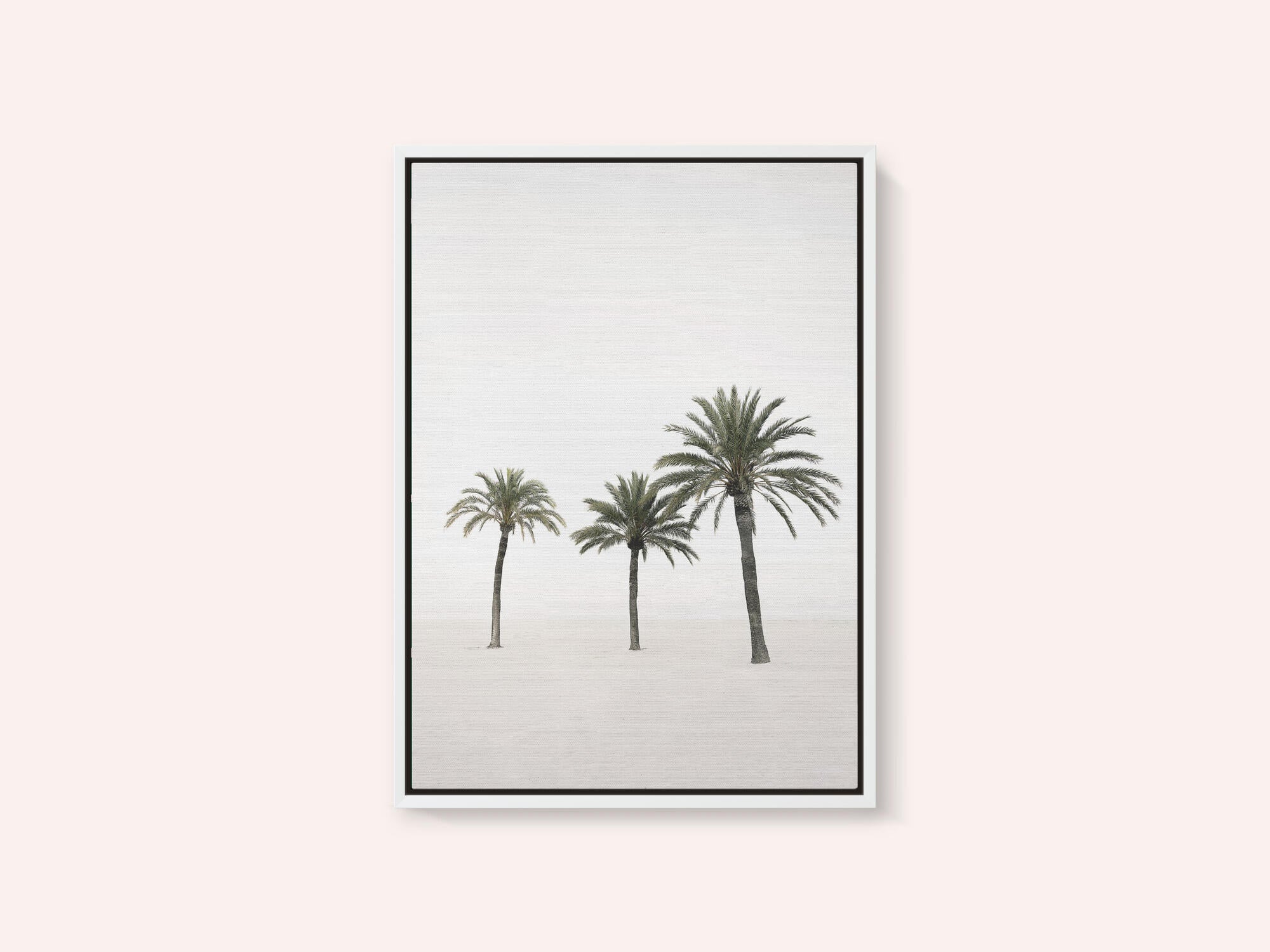 Palms
