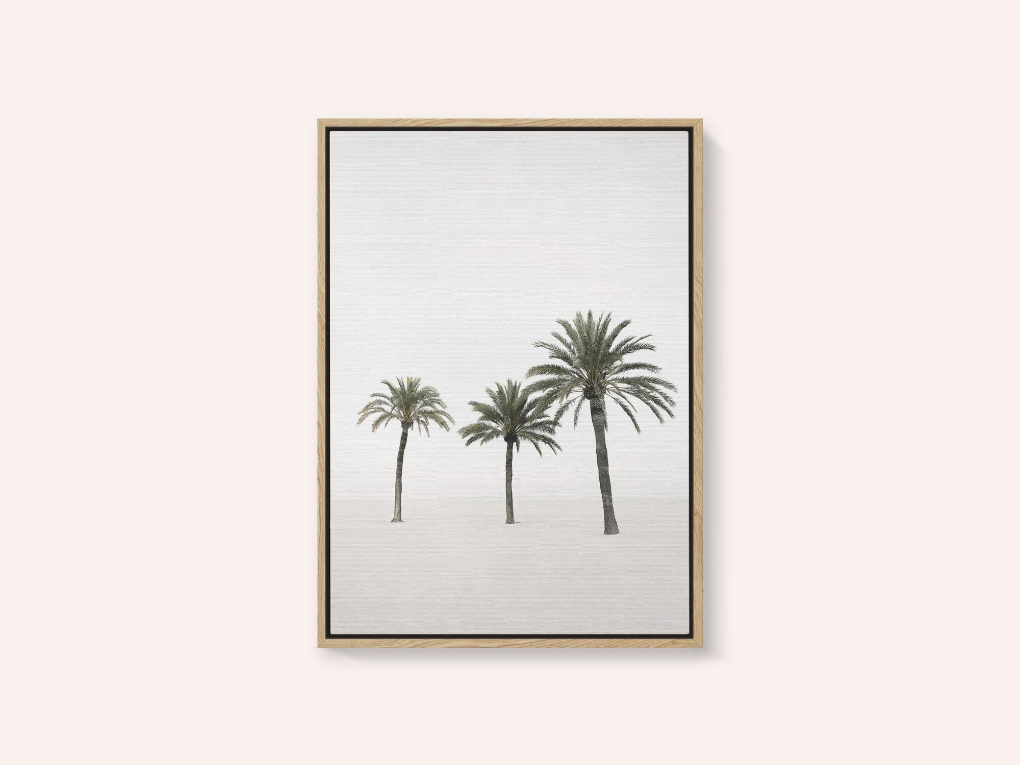 Palms