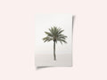 Palm