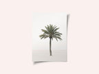 Palm