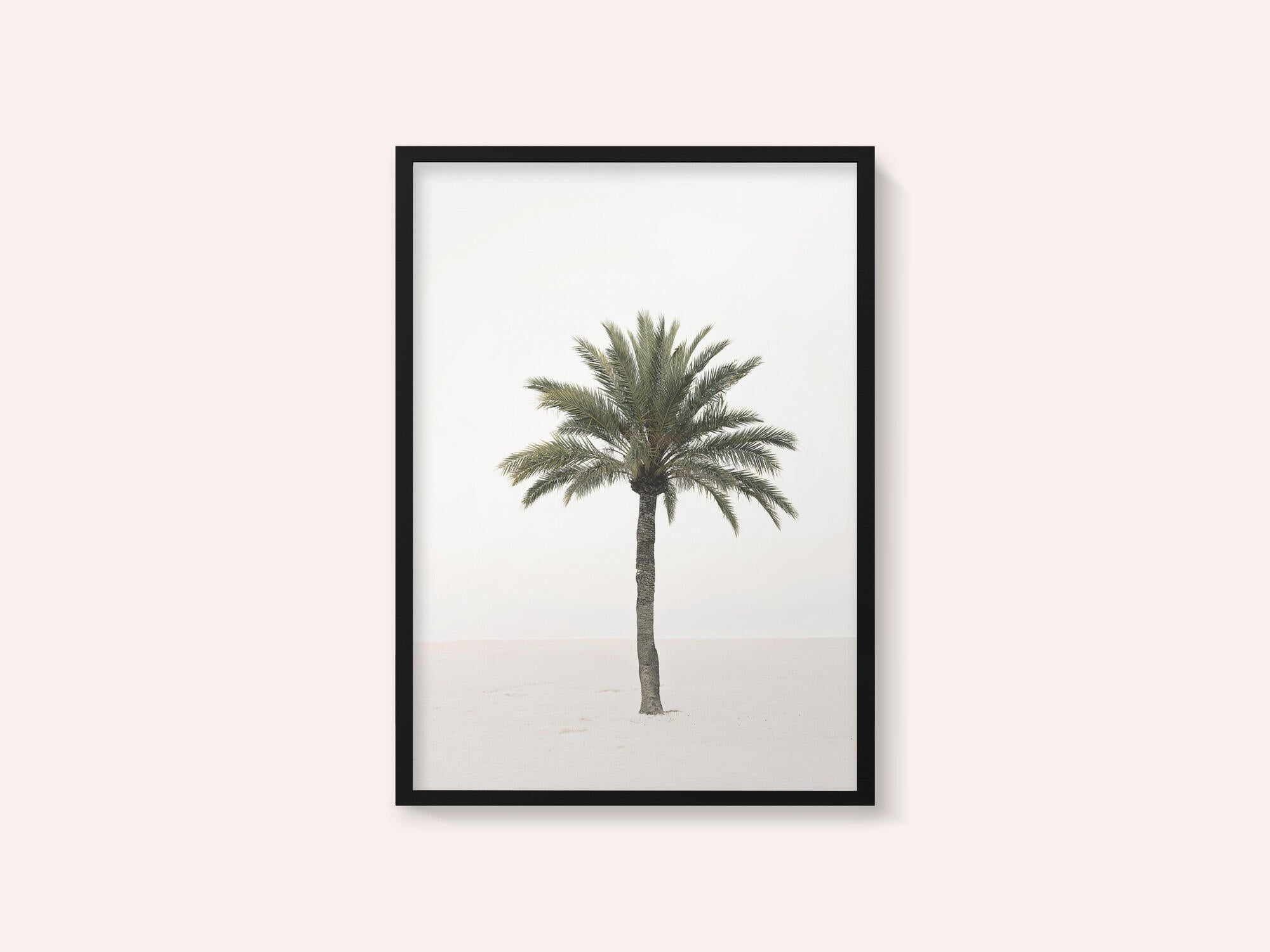 Palm