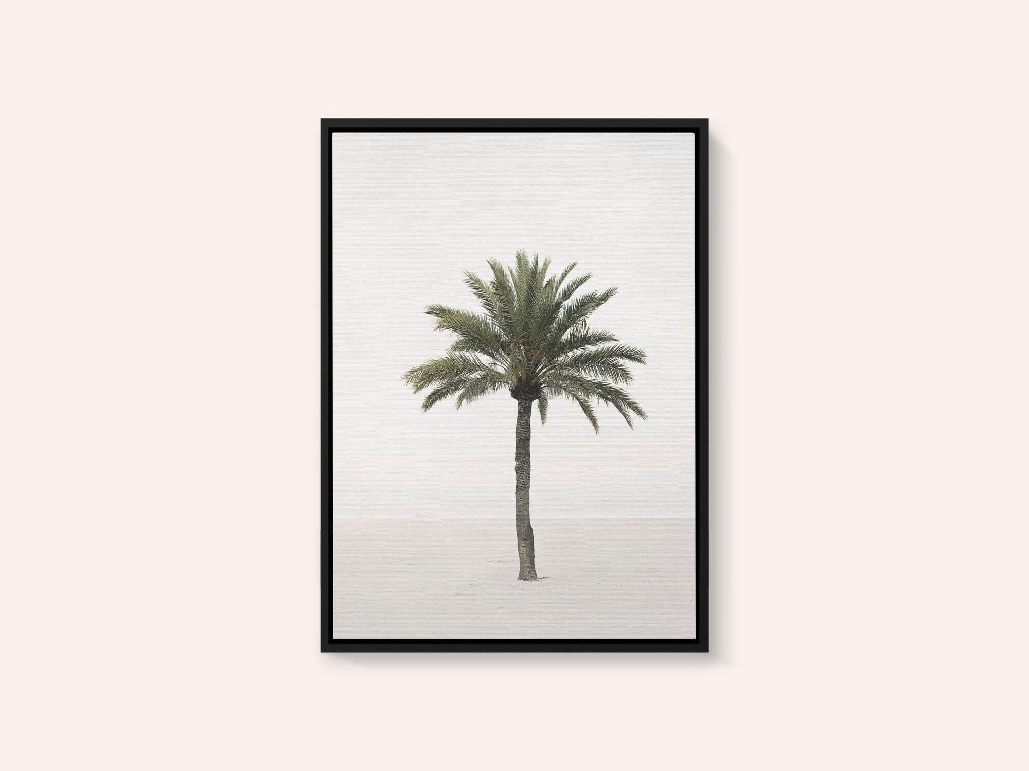 Palm