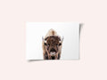 Bison