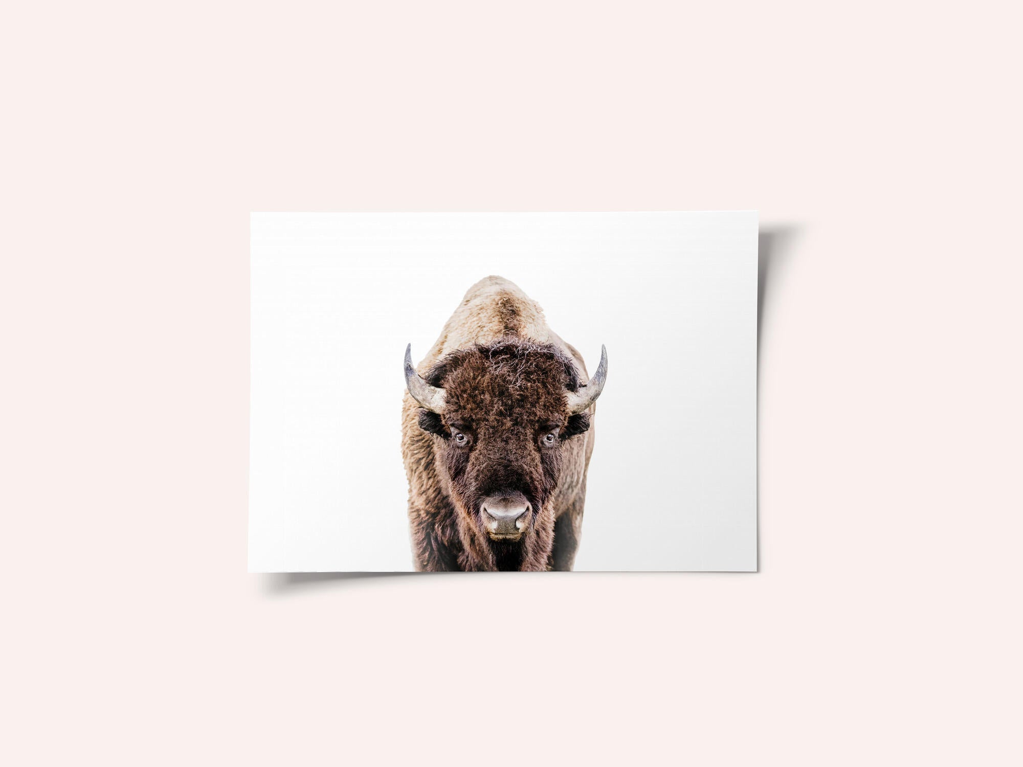 Bison