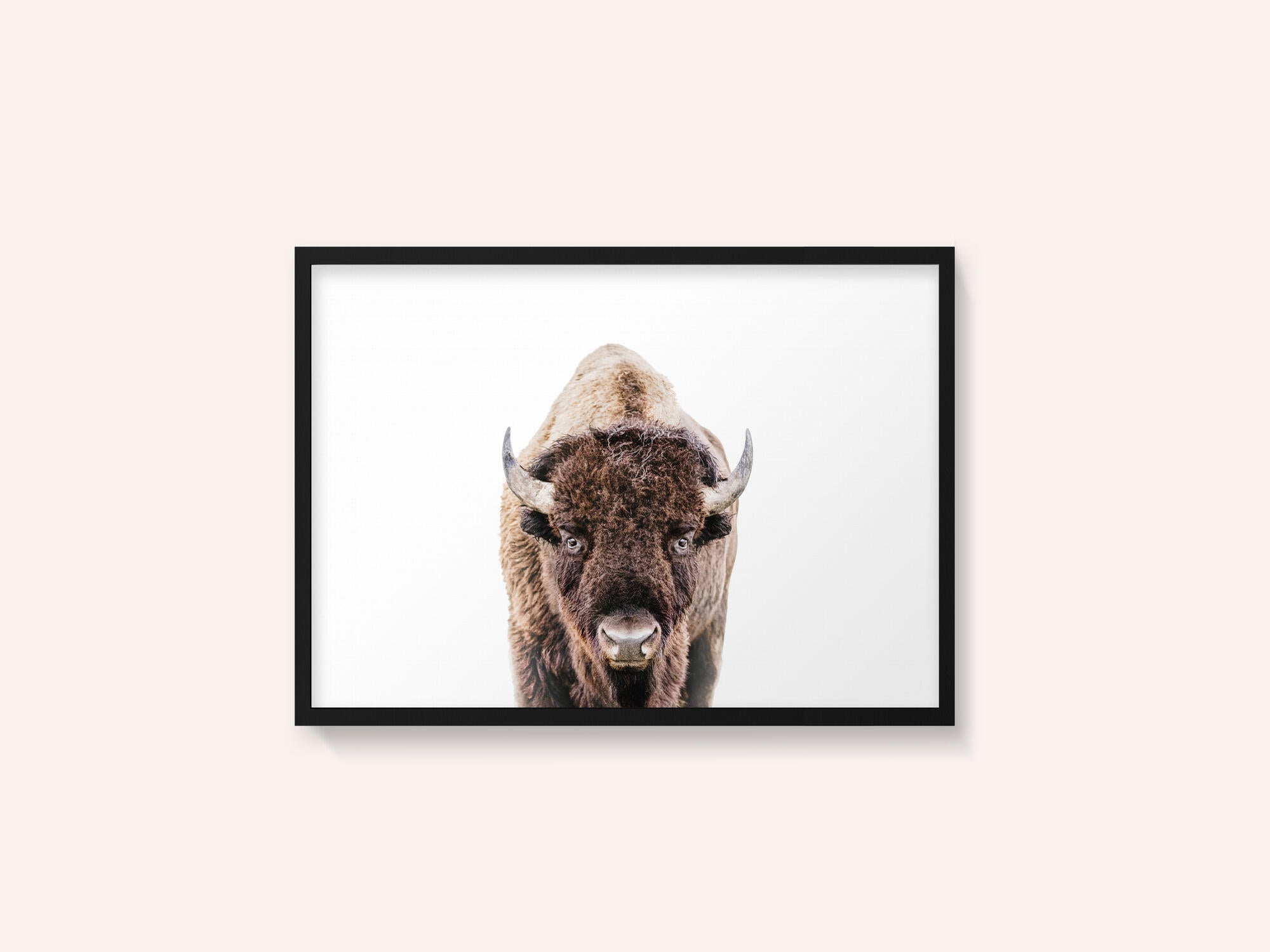 Bison