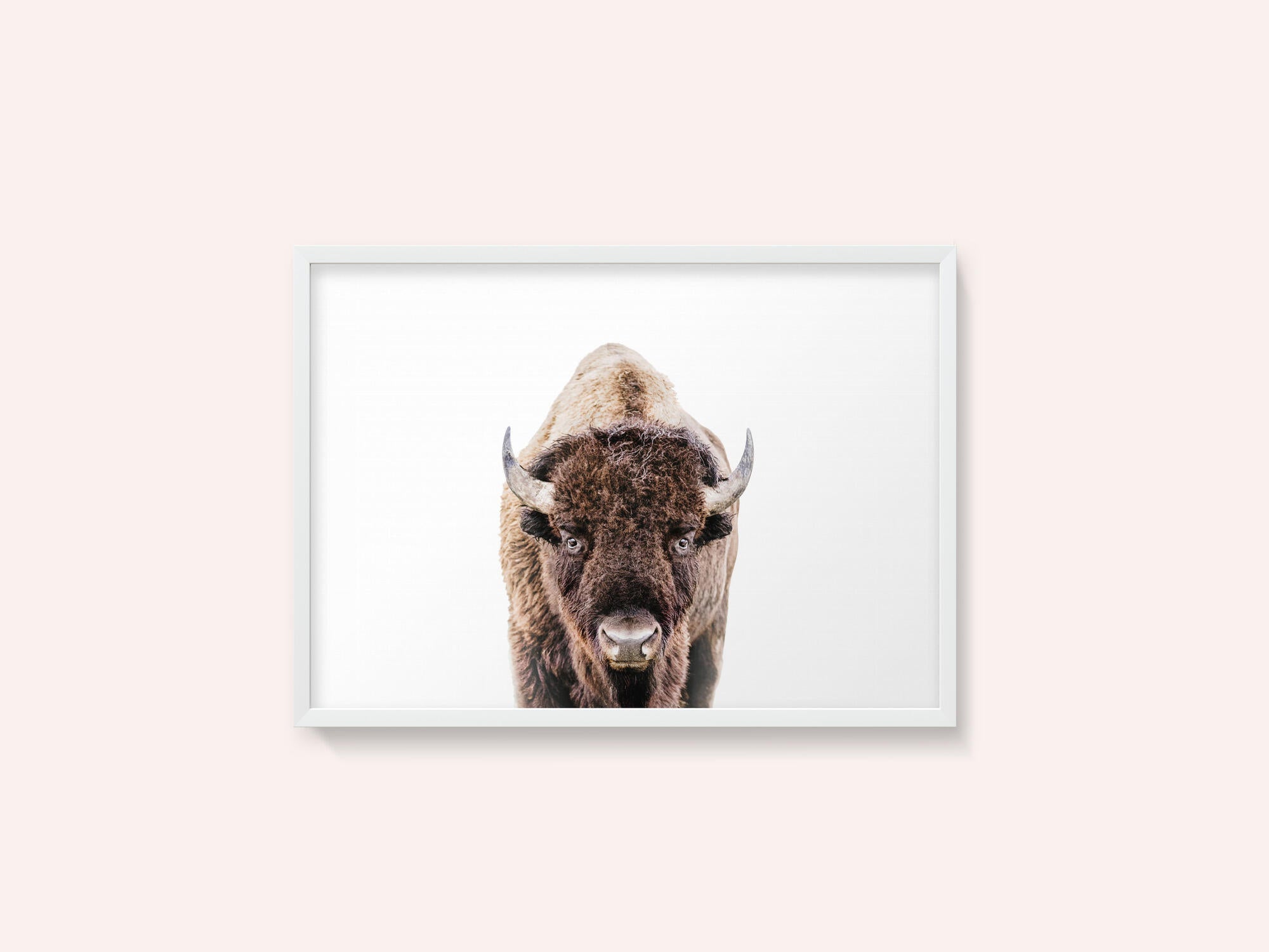 Bison