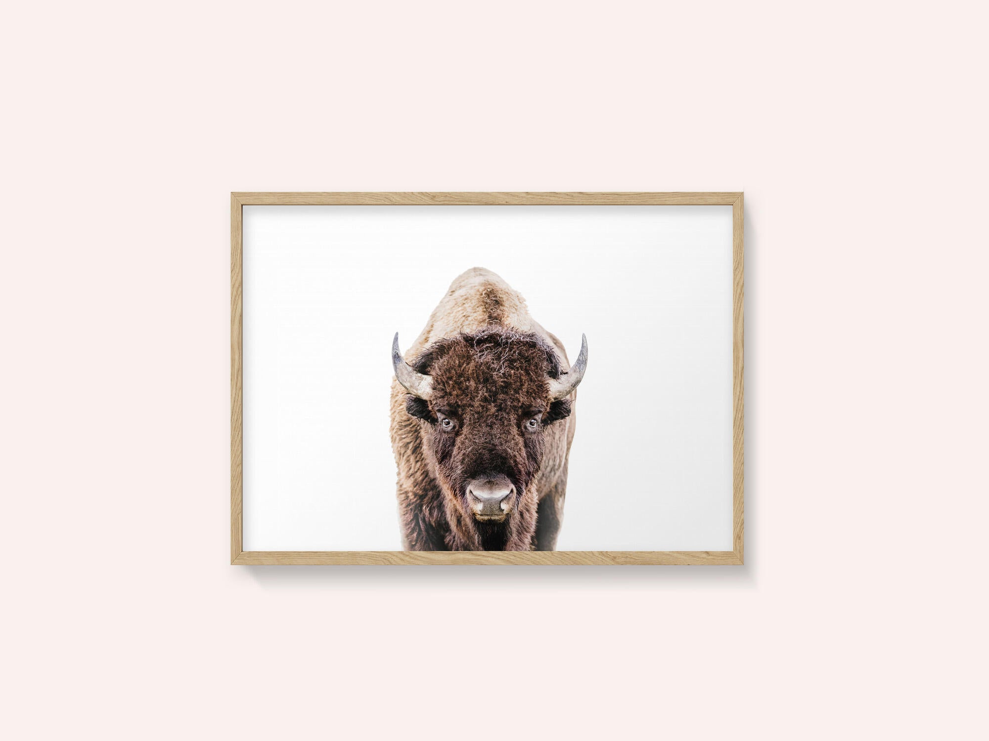 Bison