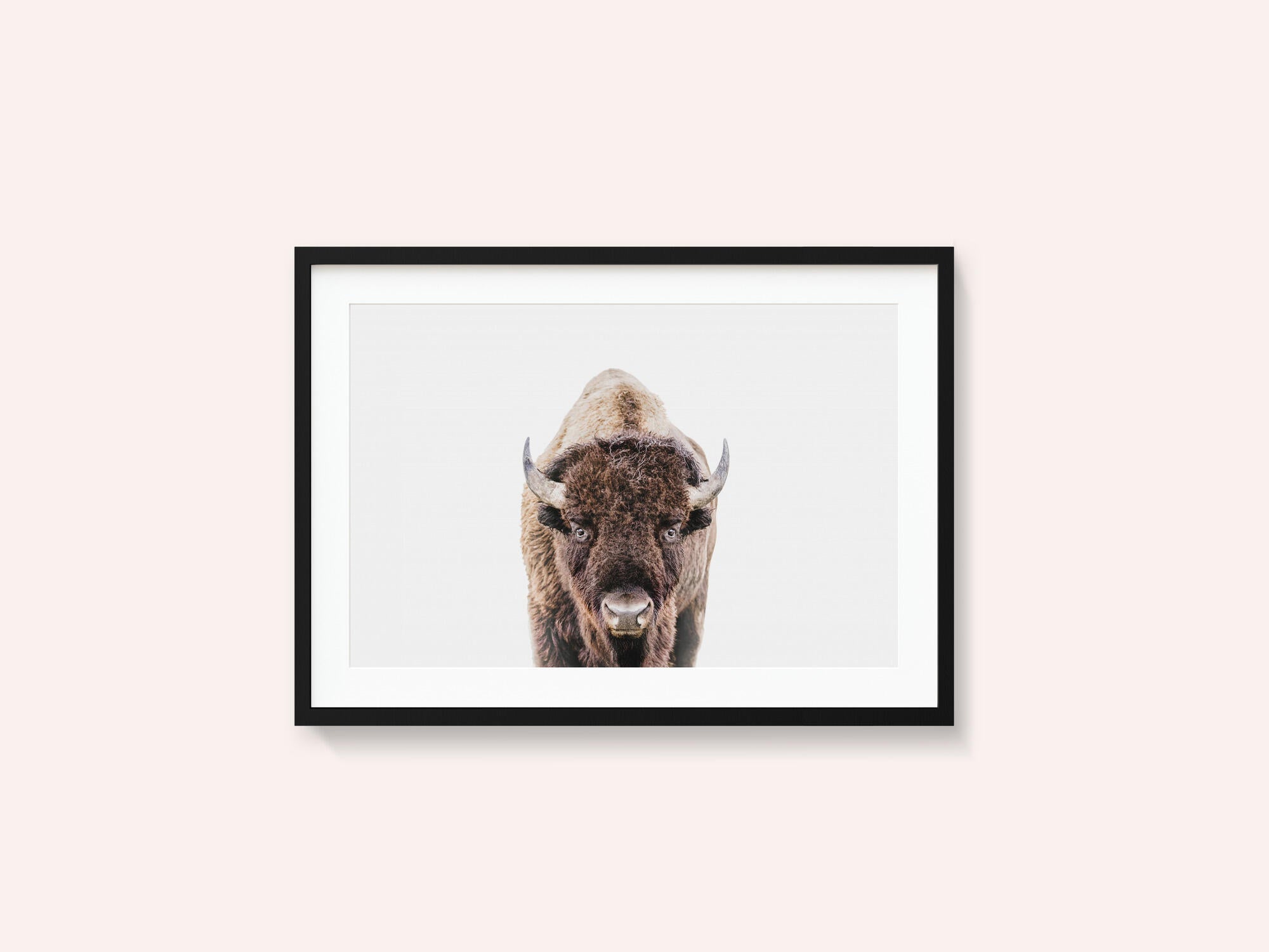 Bison