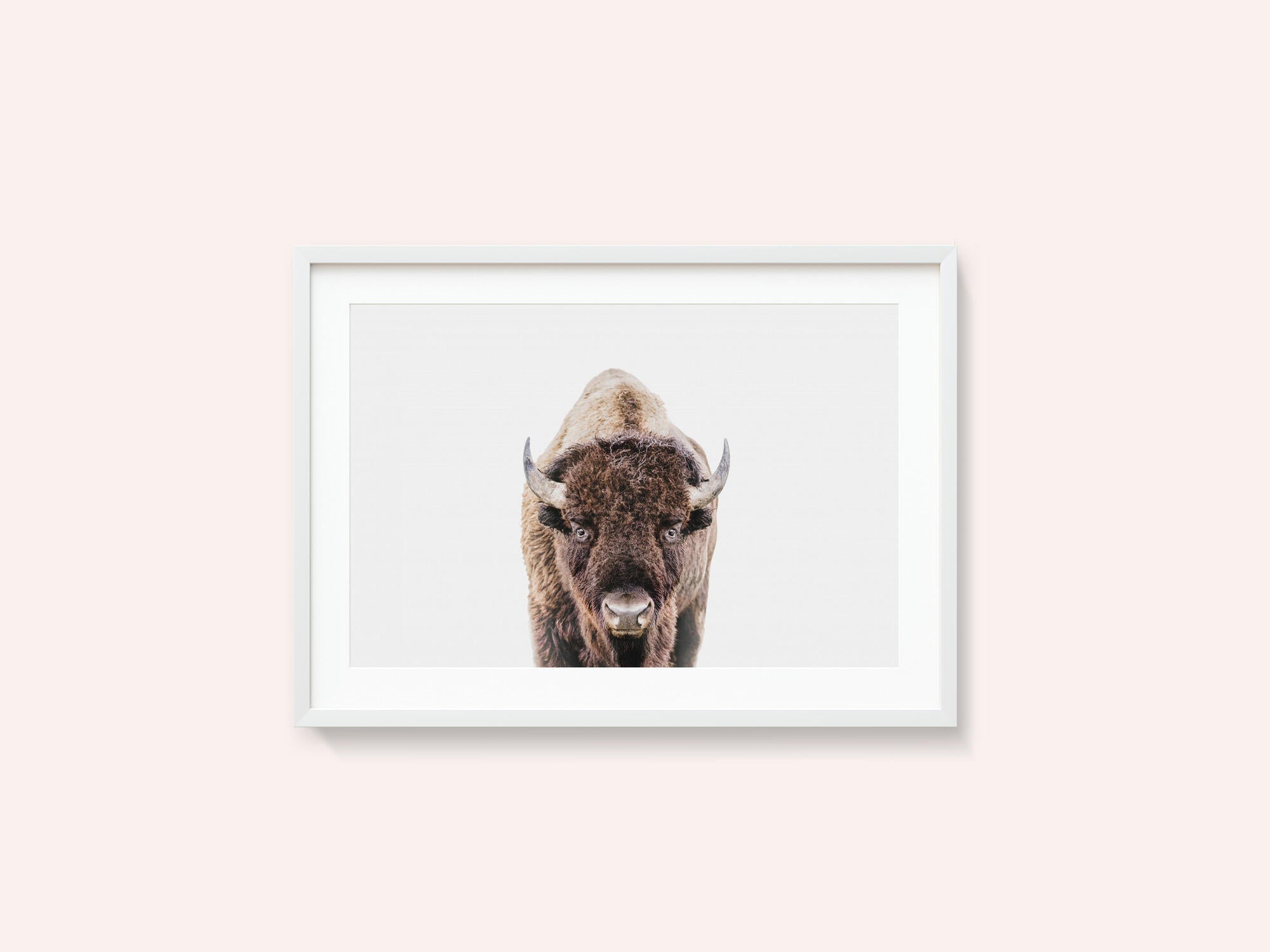 Bison