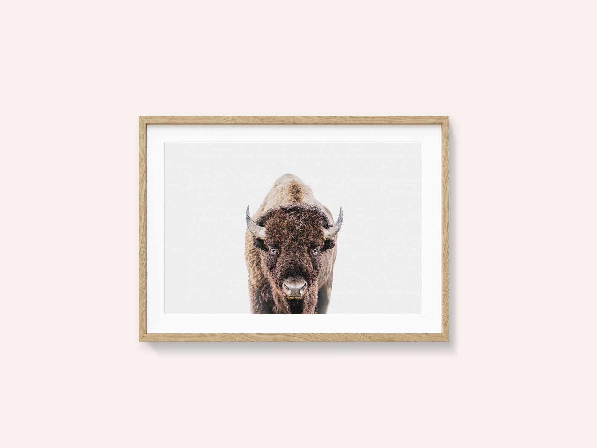 Bison