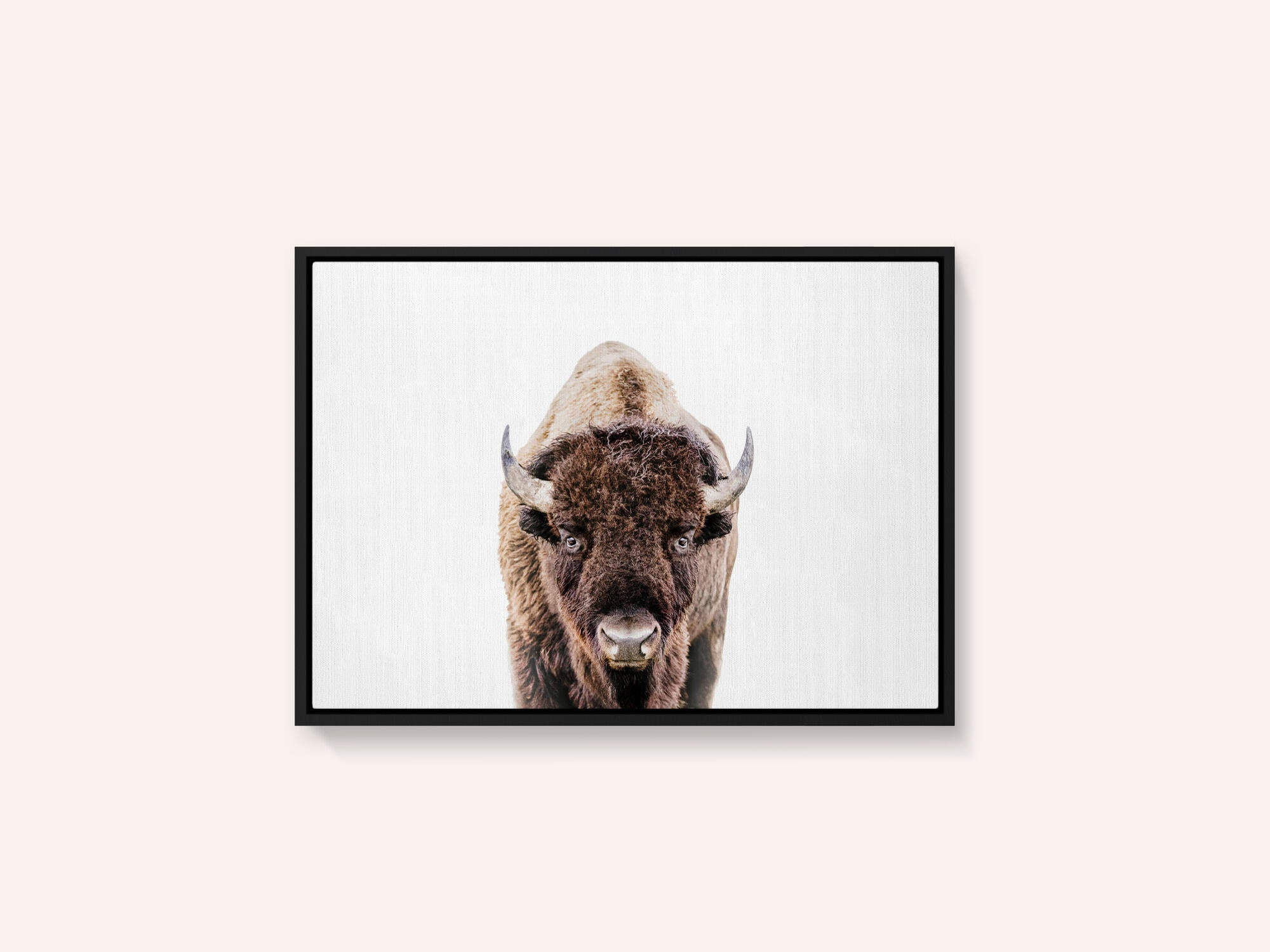 Bison