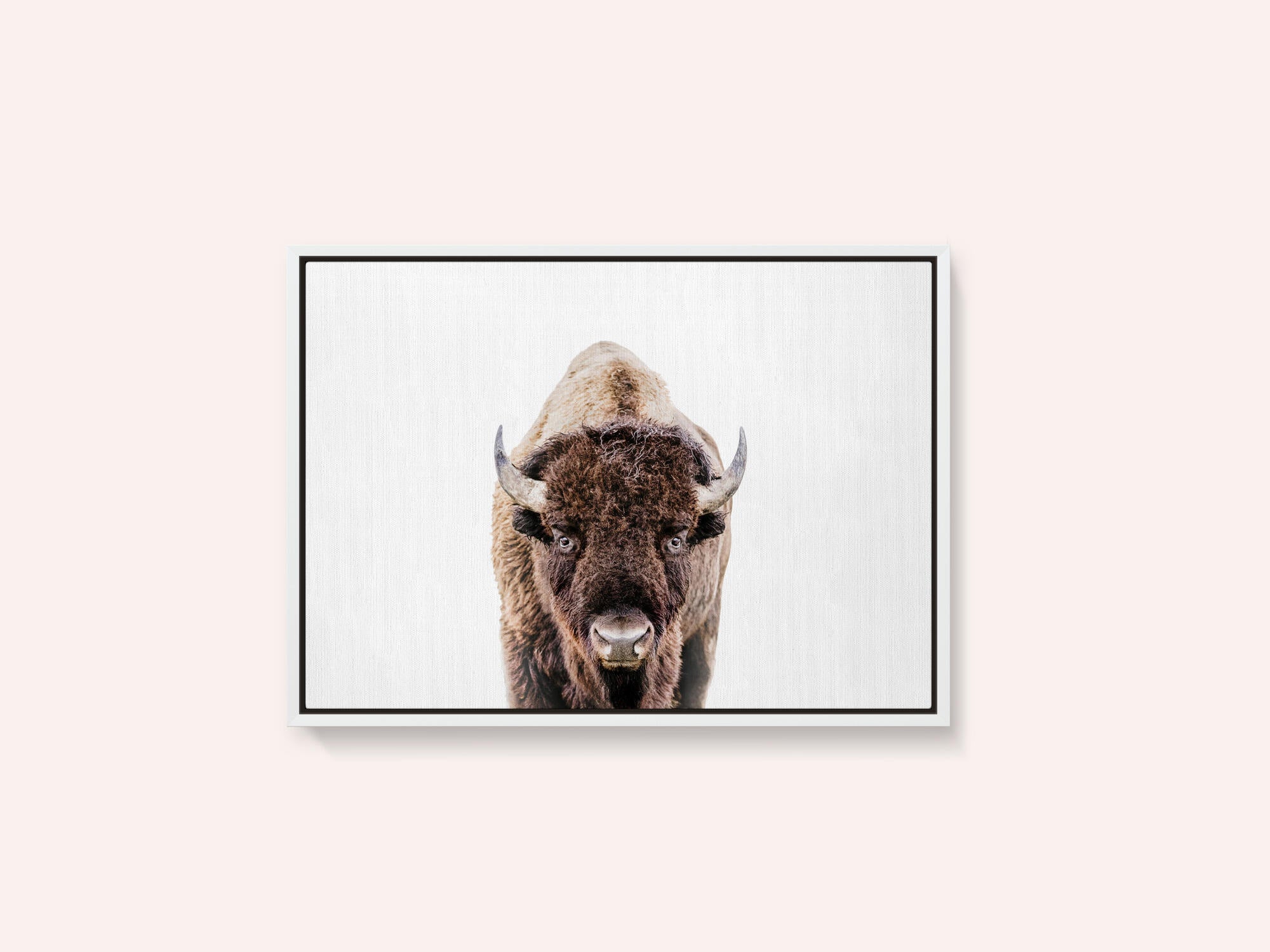 Bison