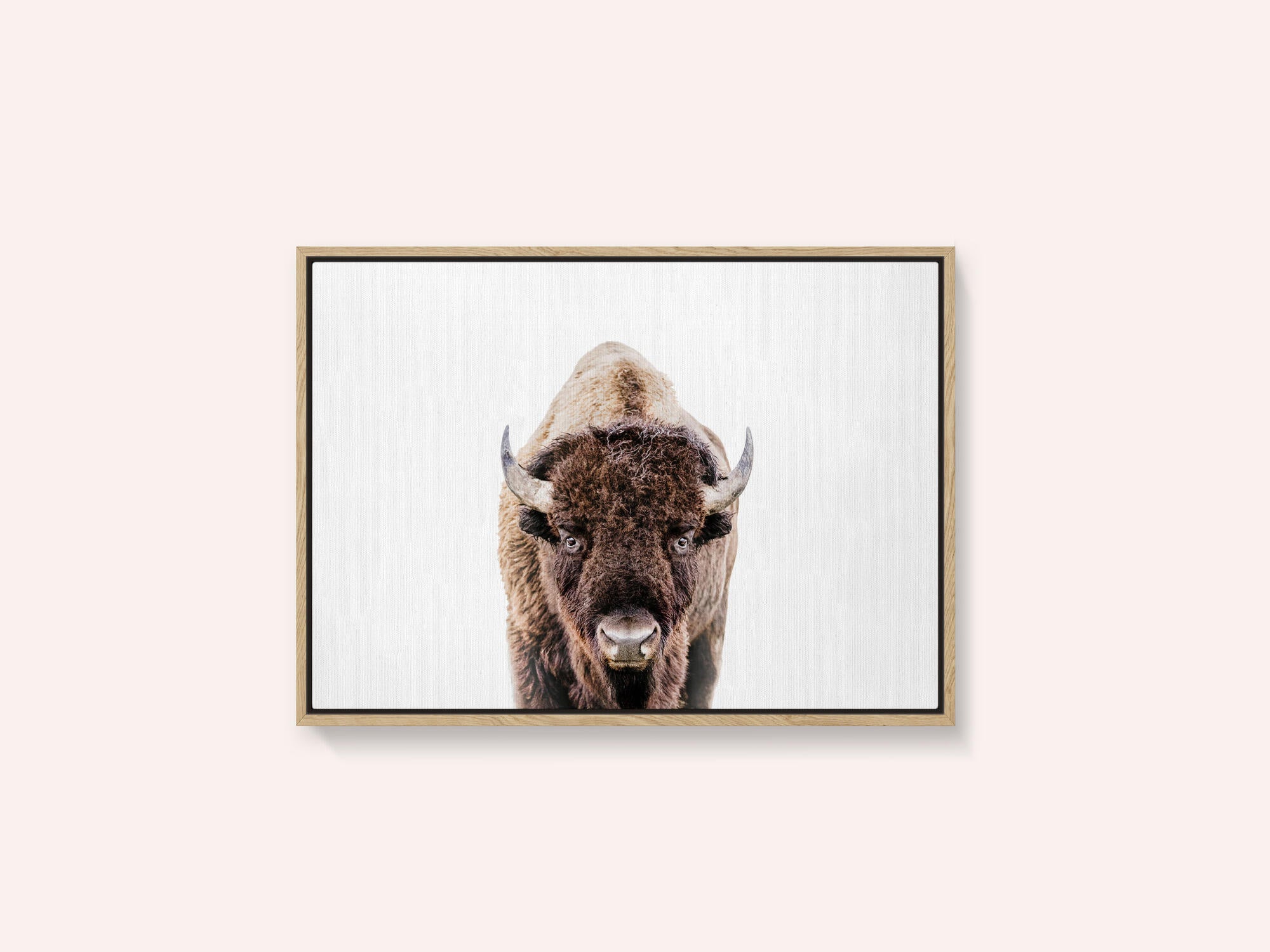 Bison
