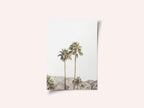 Palm Springs Palms