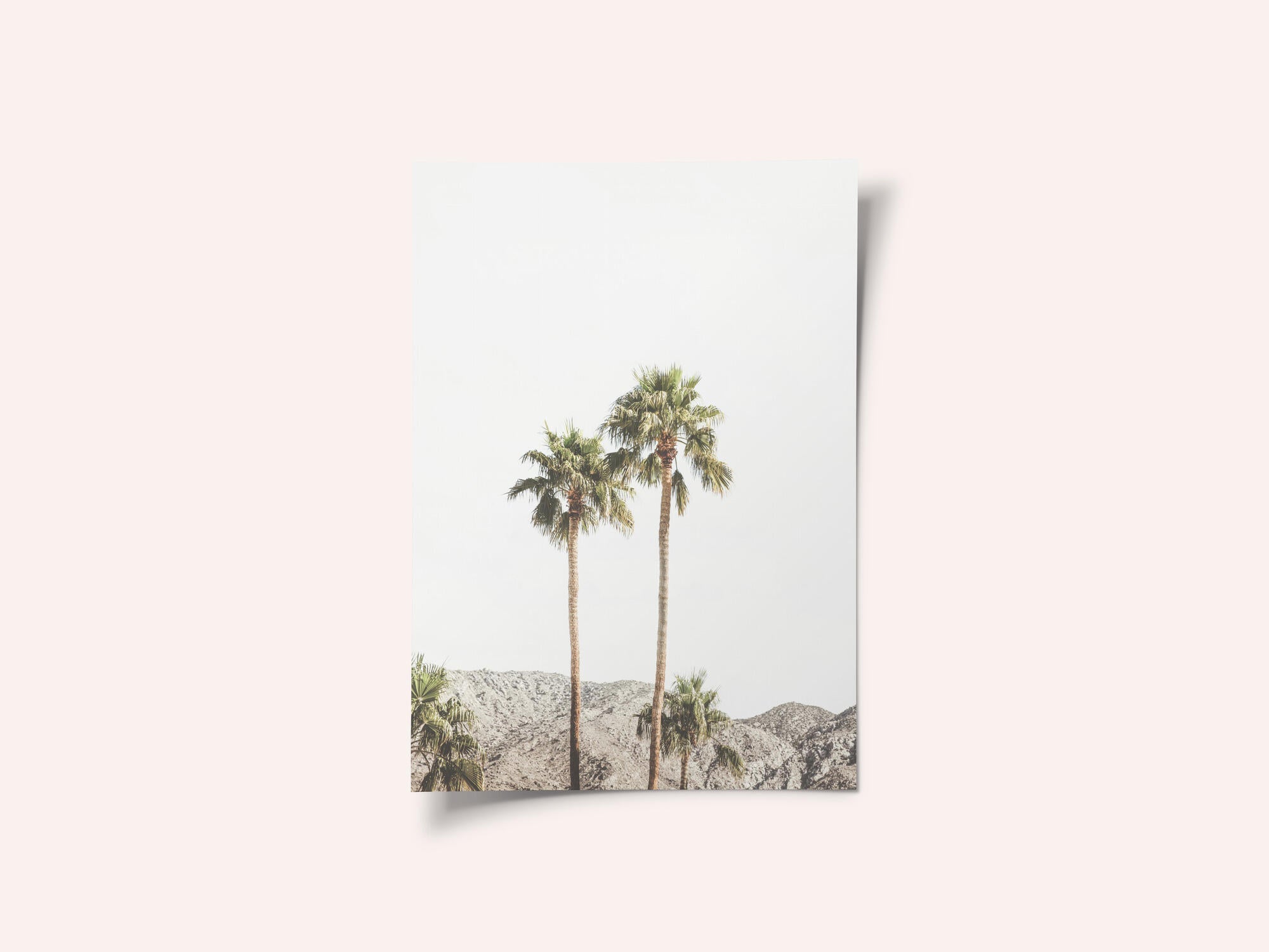 Palm Springs Palms