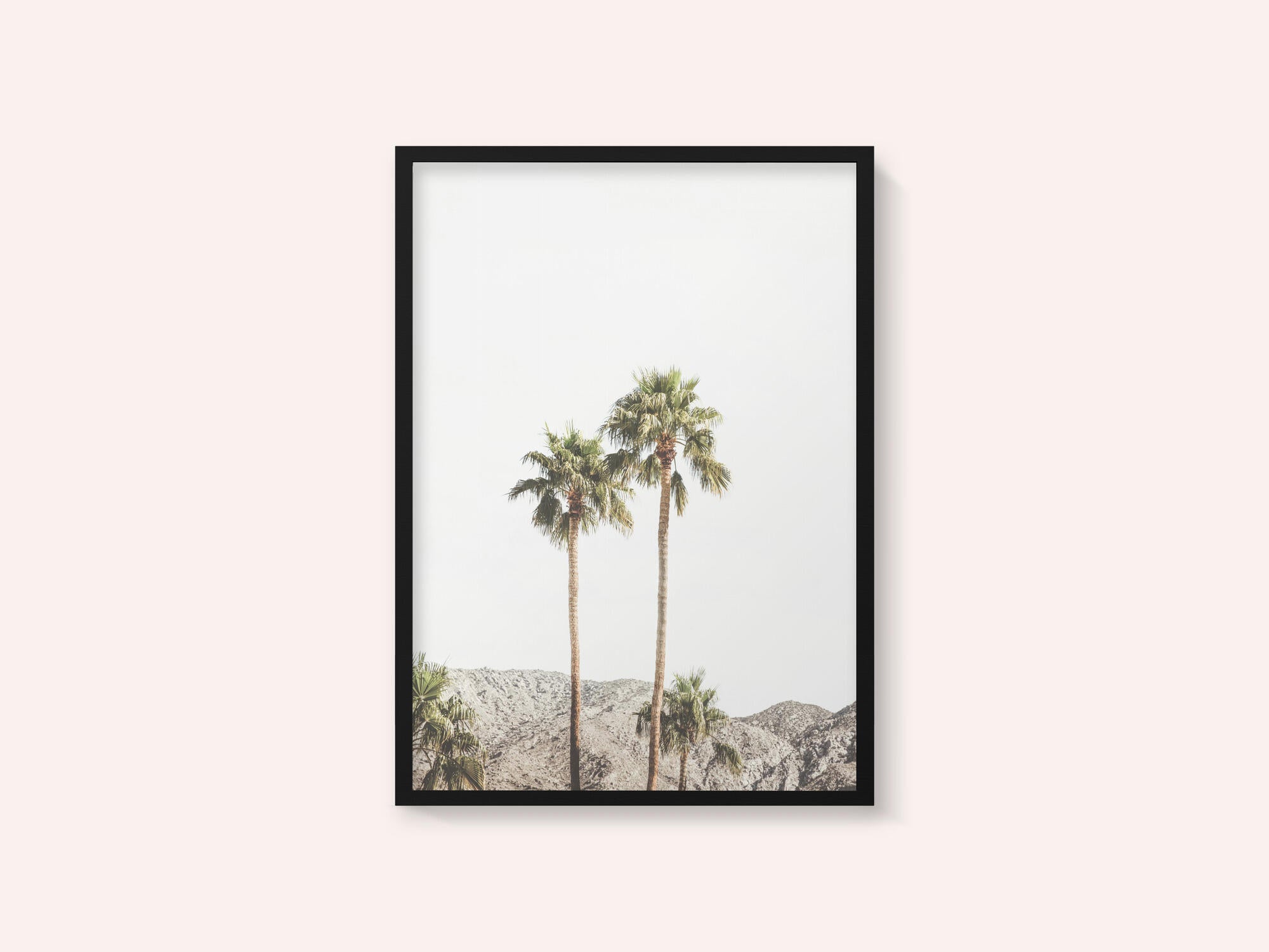 Palm Springs Palms