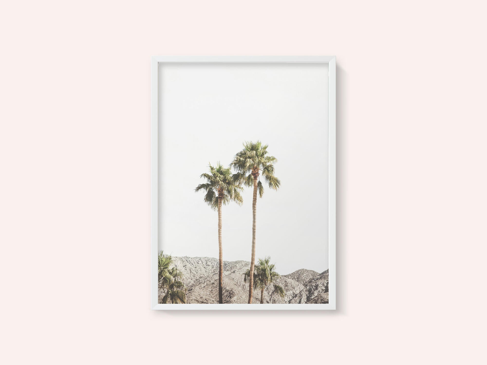 Palm Springs Palms