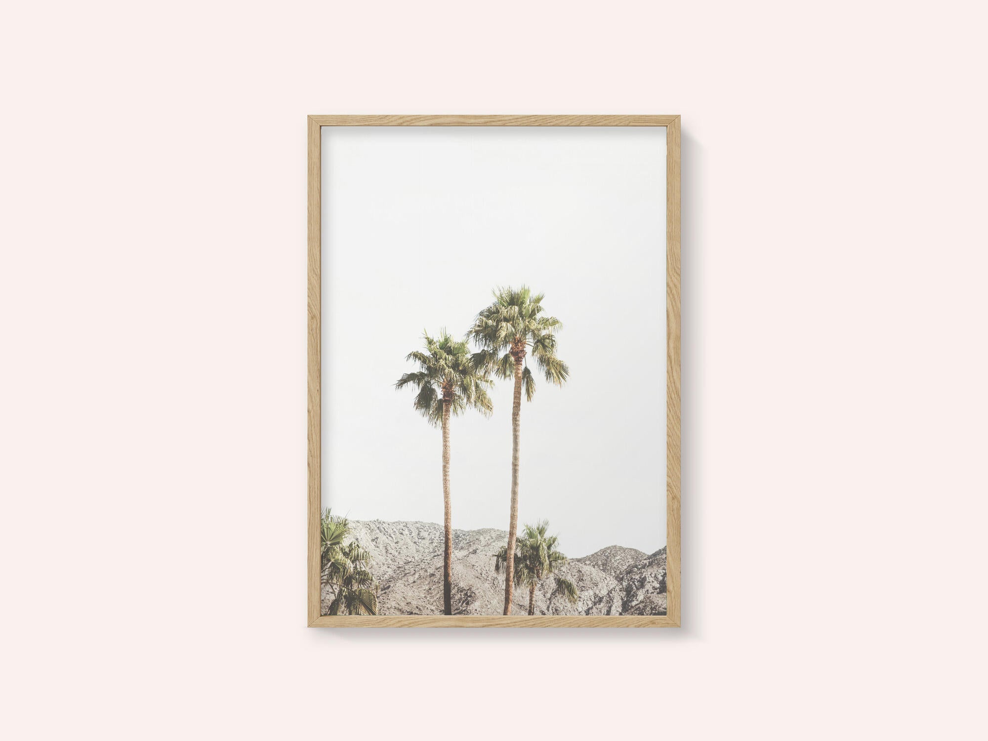 Palm Springs Palms