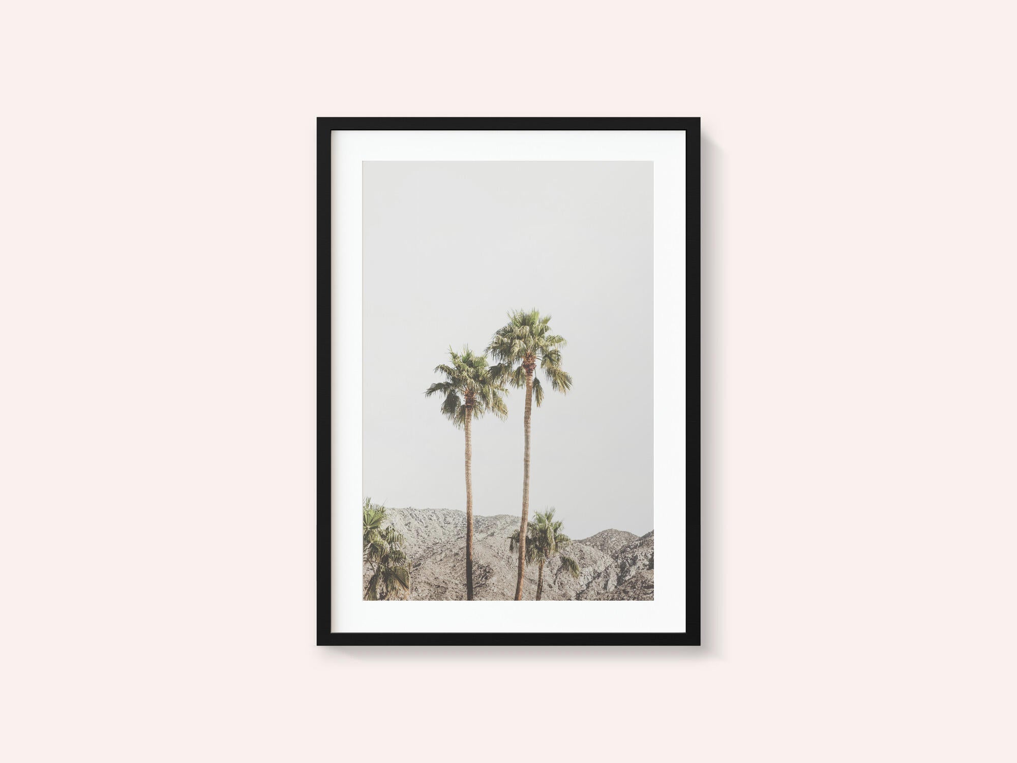 Palm Springs Palms