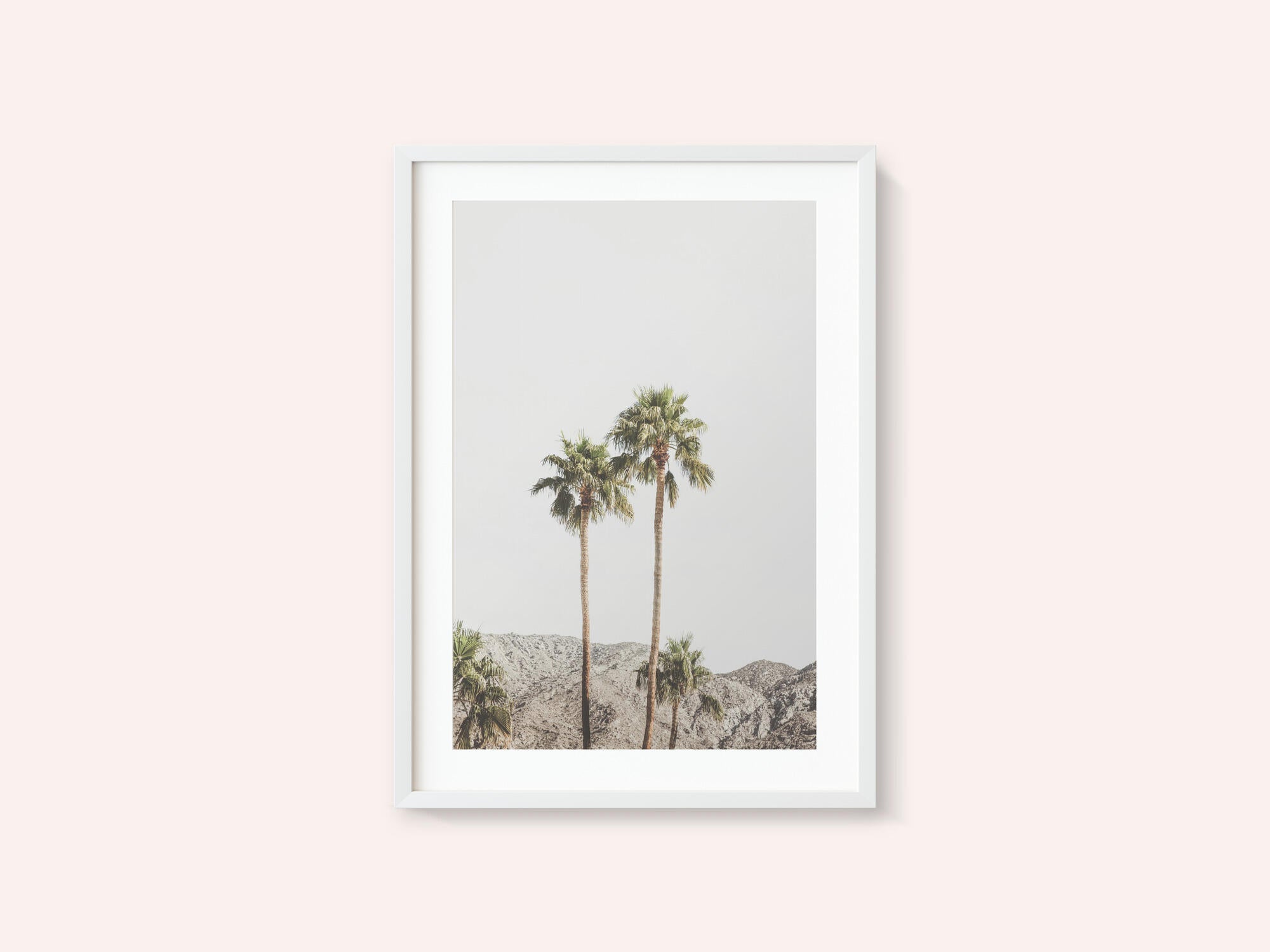 Palm Springs Palms