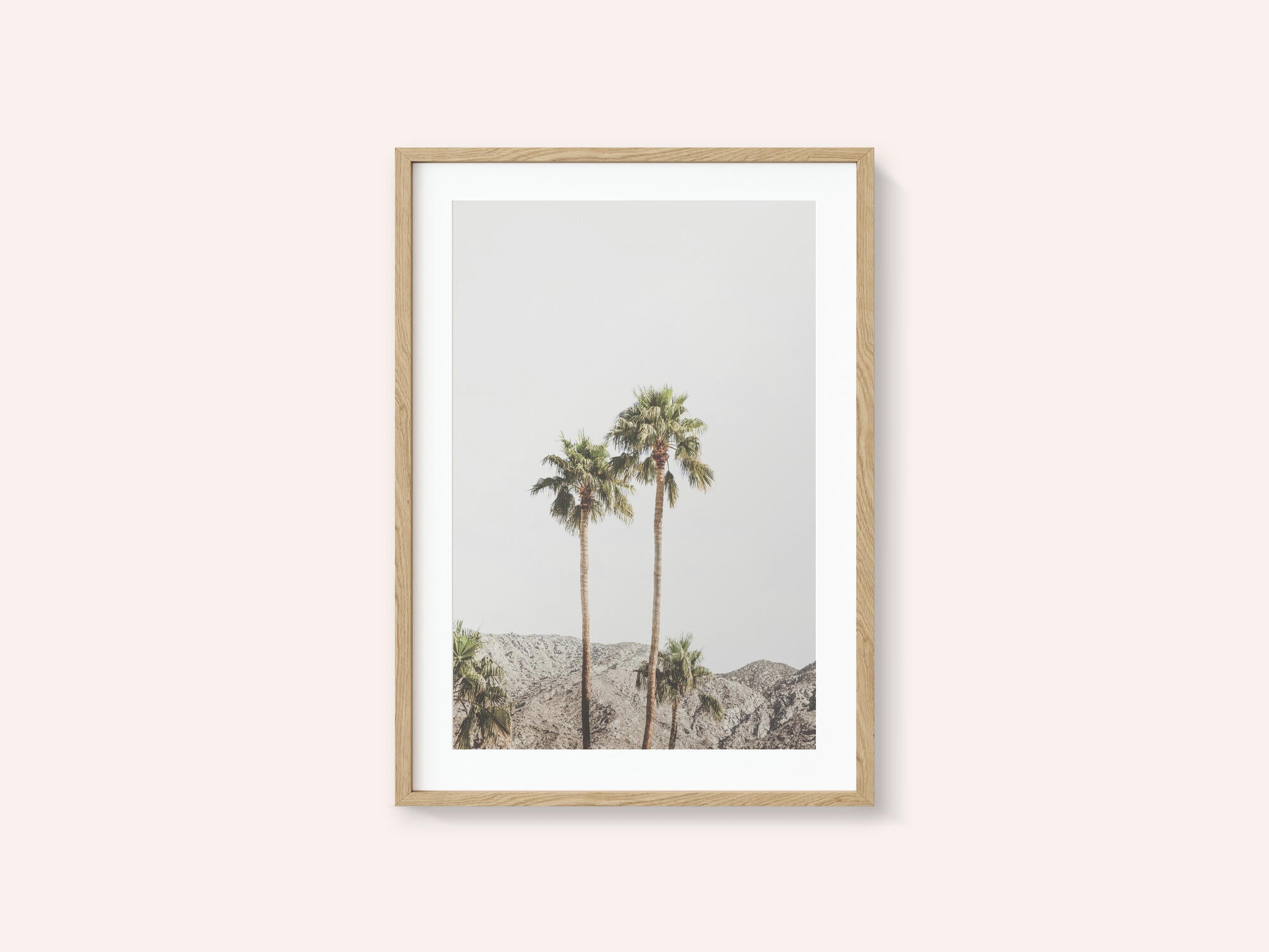 Palm Springs Palms