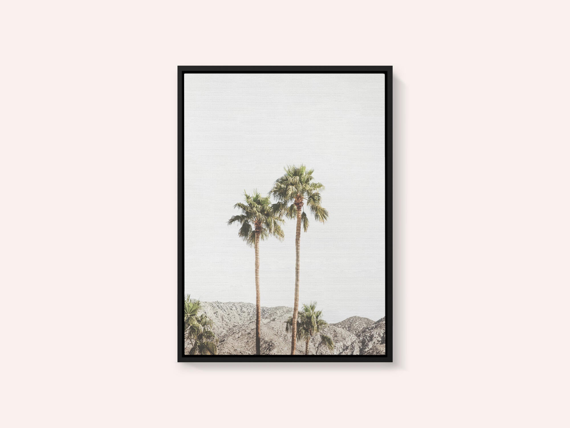 Palm Springs Palms