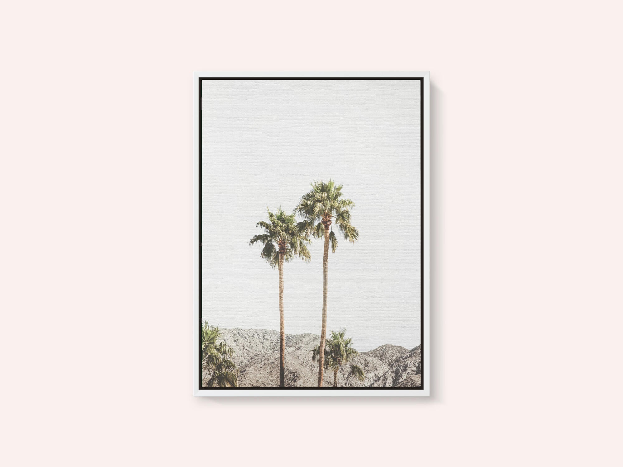 Palm Springs Palms