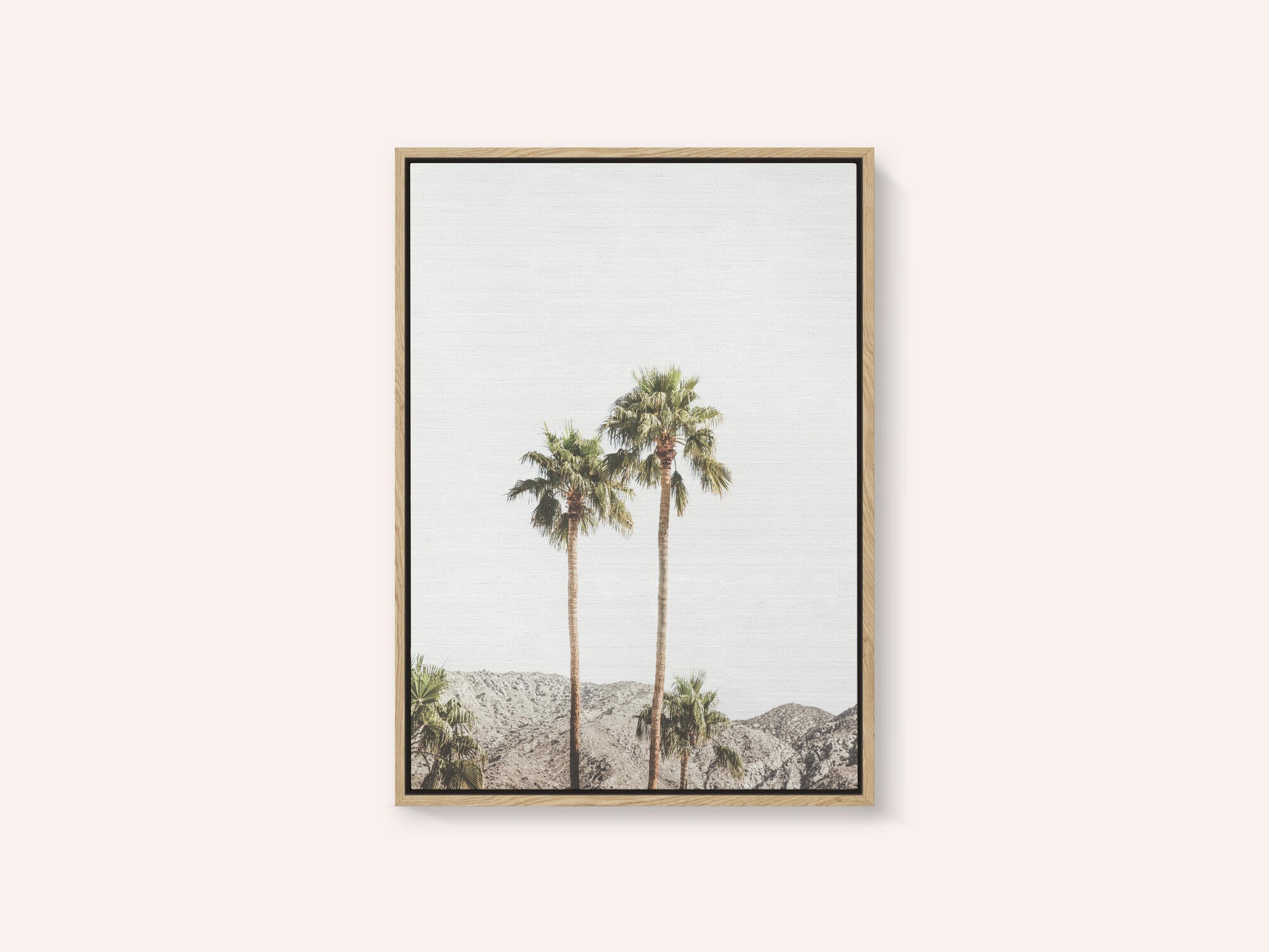 Palm Springs Palms