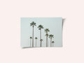 Cali Palms