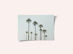 Cali Palms