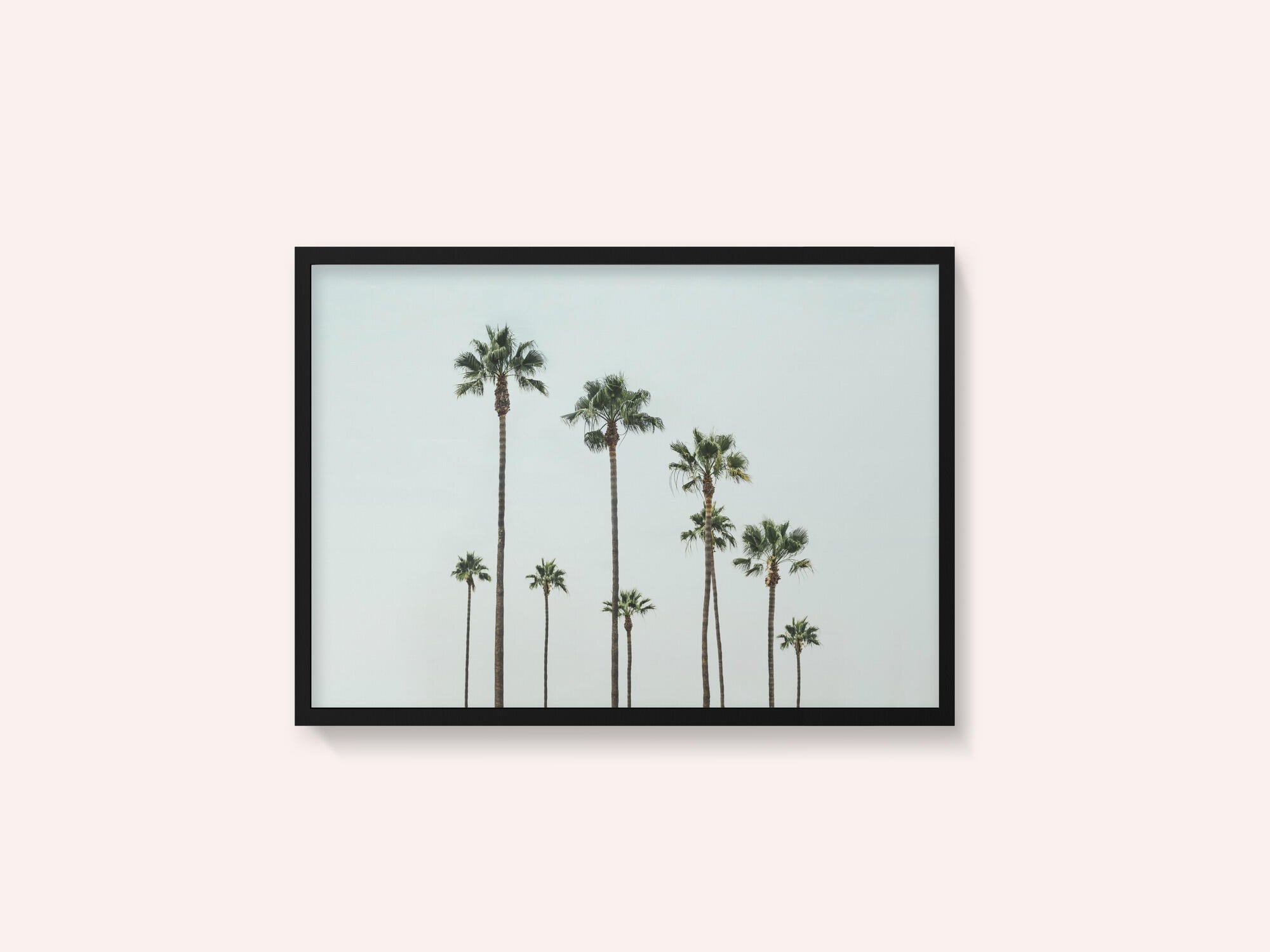 Cali Palms