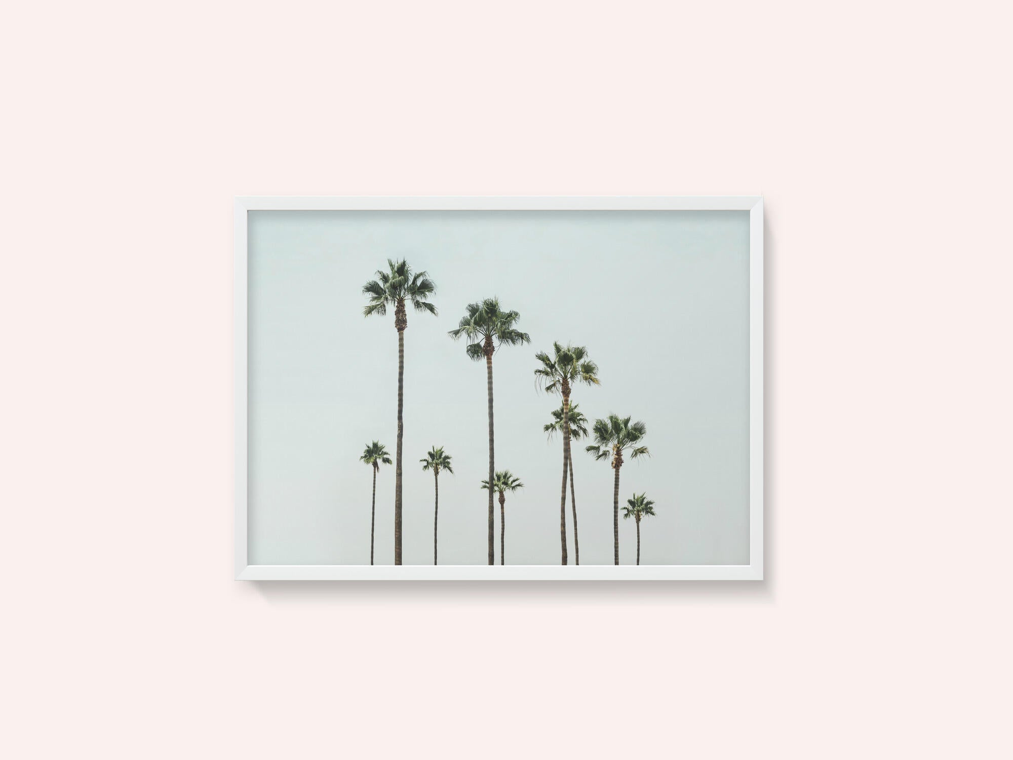 Cali Palms
