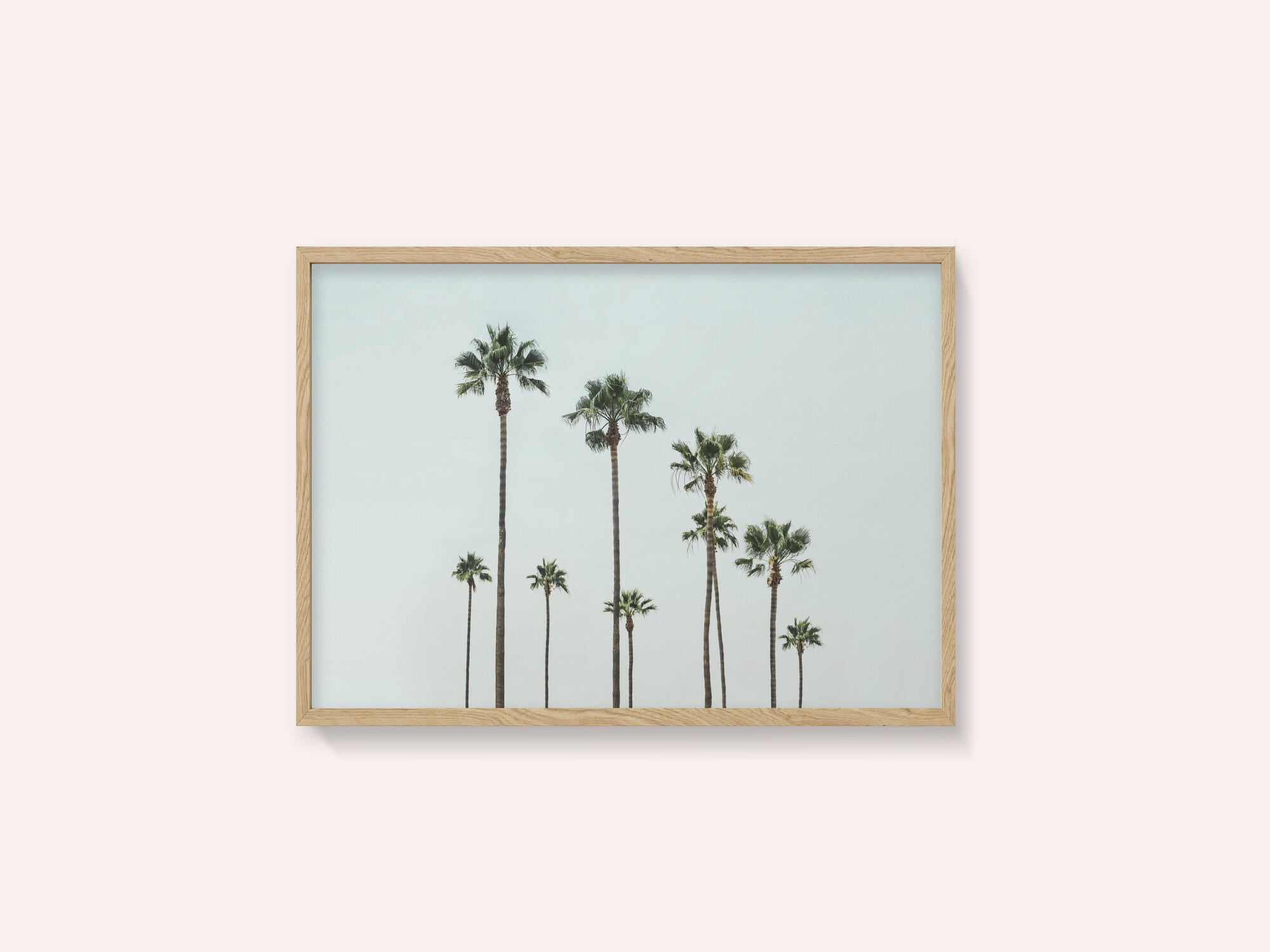 Cali Palms