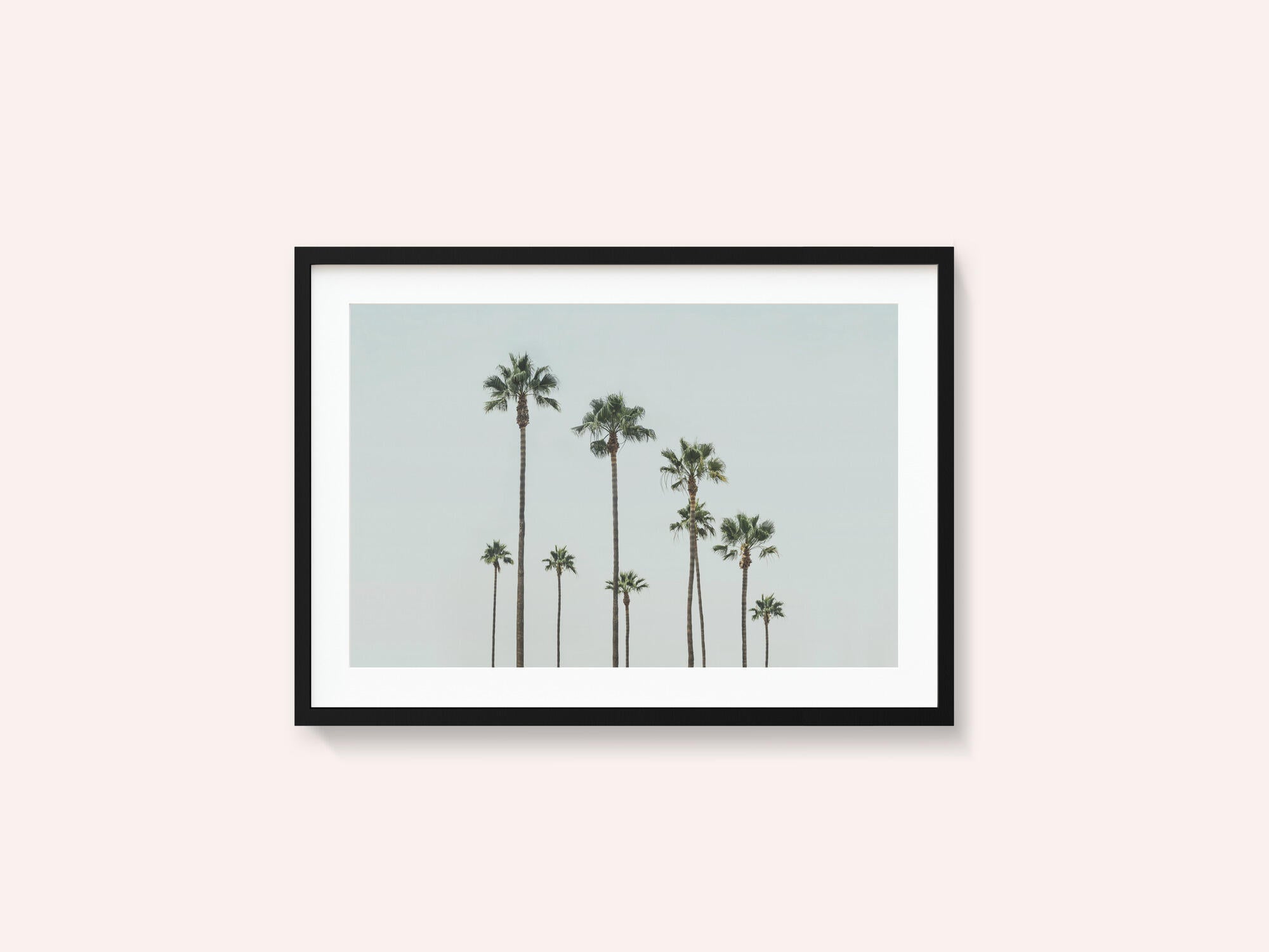 Cali Palms