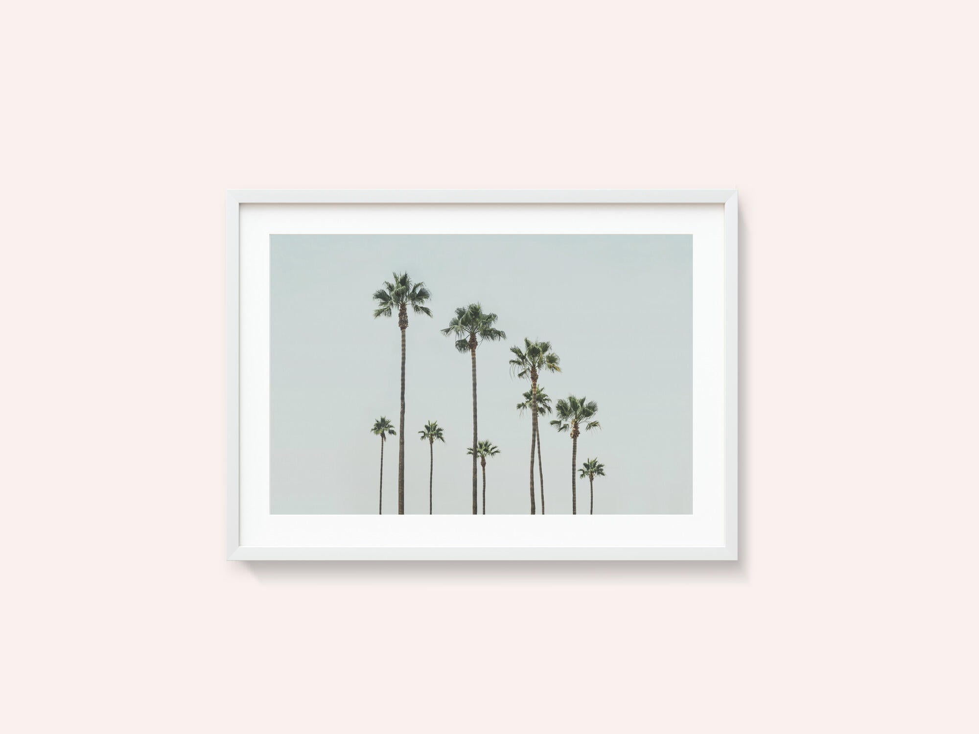 Cali Palms